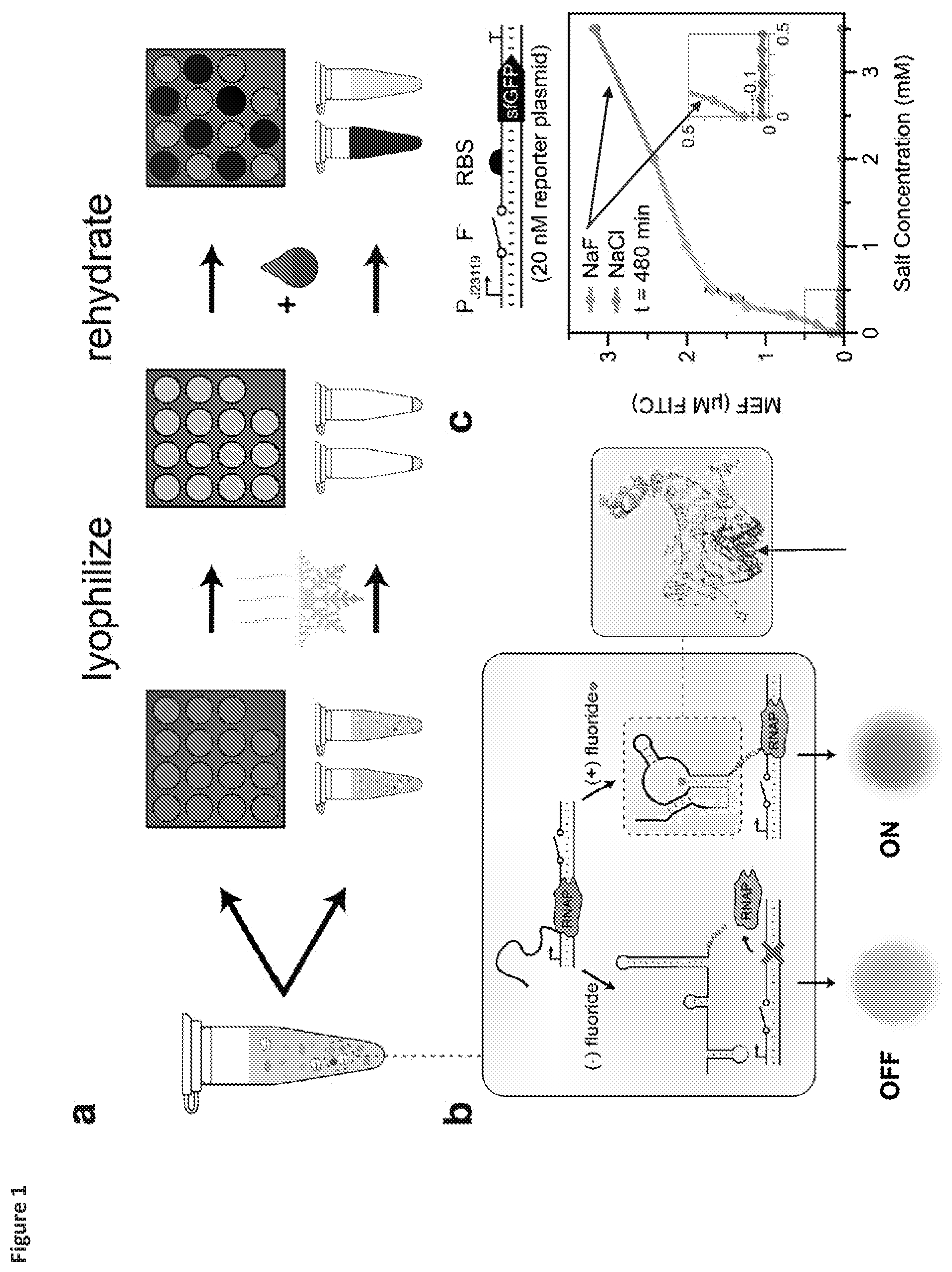 Patent US12325884 Figure 1 – Riboswitch-based fluoride sensing in cell-free extract