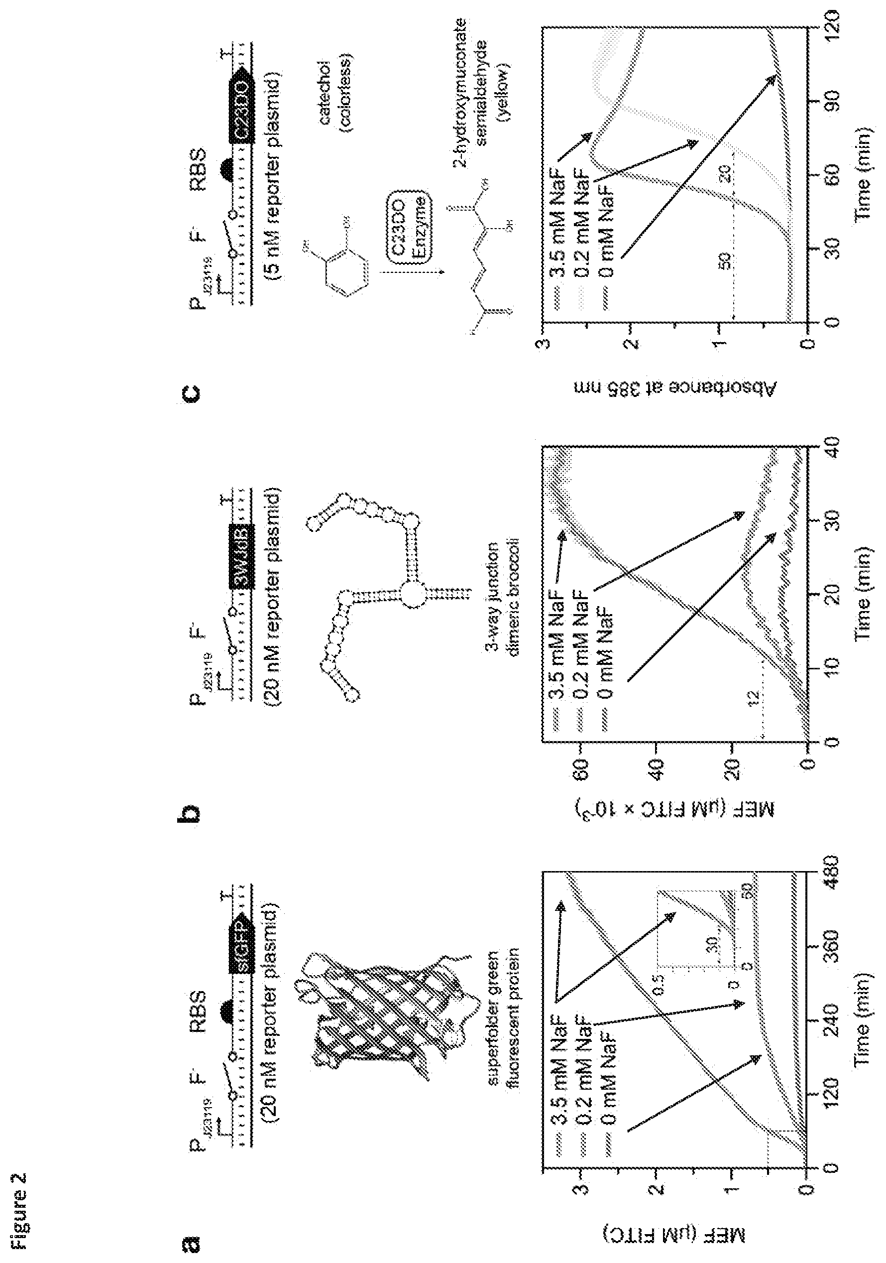 Patent US12325884 Figure 2 – Riboswitch-based fluoride sensing in cell-free extract