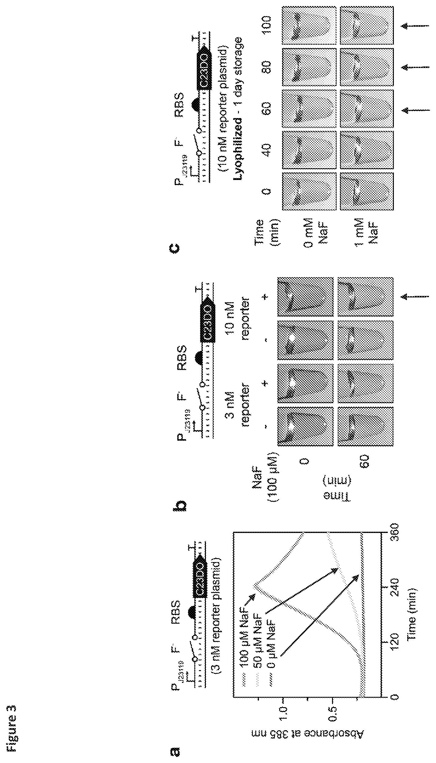 Patent US12325884 Figure 3 – Riboswitch-based fluoride sensing in cell-free extract