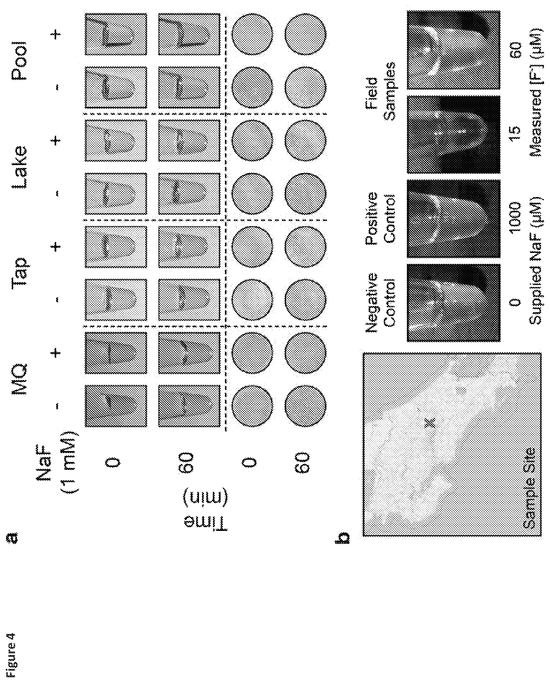 Patent US12325884 Figure 4 – Riboswitch-based fluoride sensing in cell-free extract