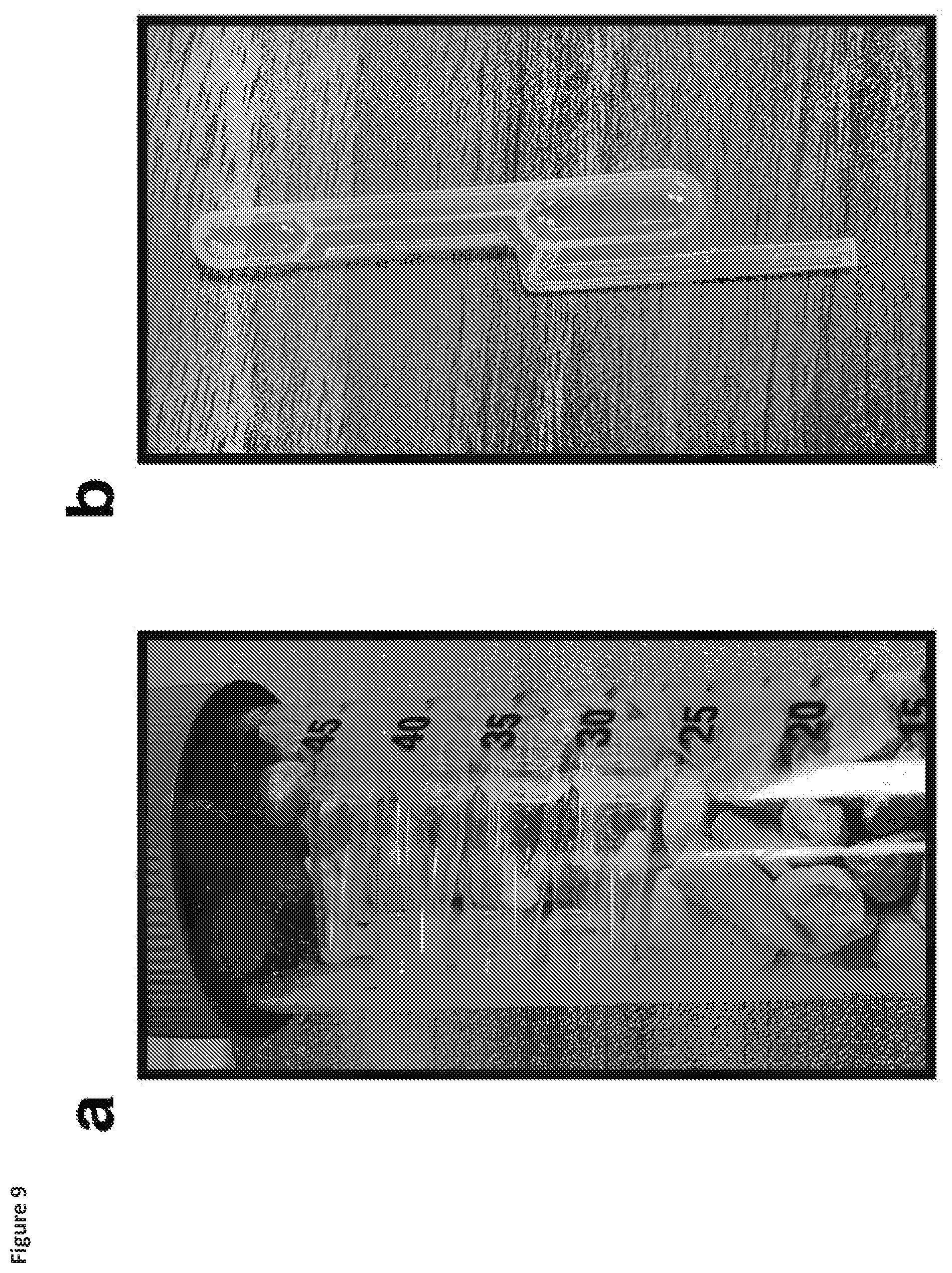 Patent US12325884 Figure 9 – Riboswitch-based fluoride sensing in cell-free extract