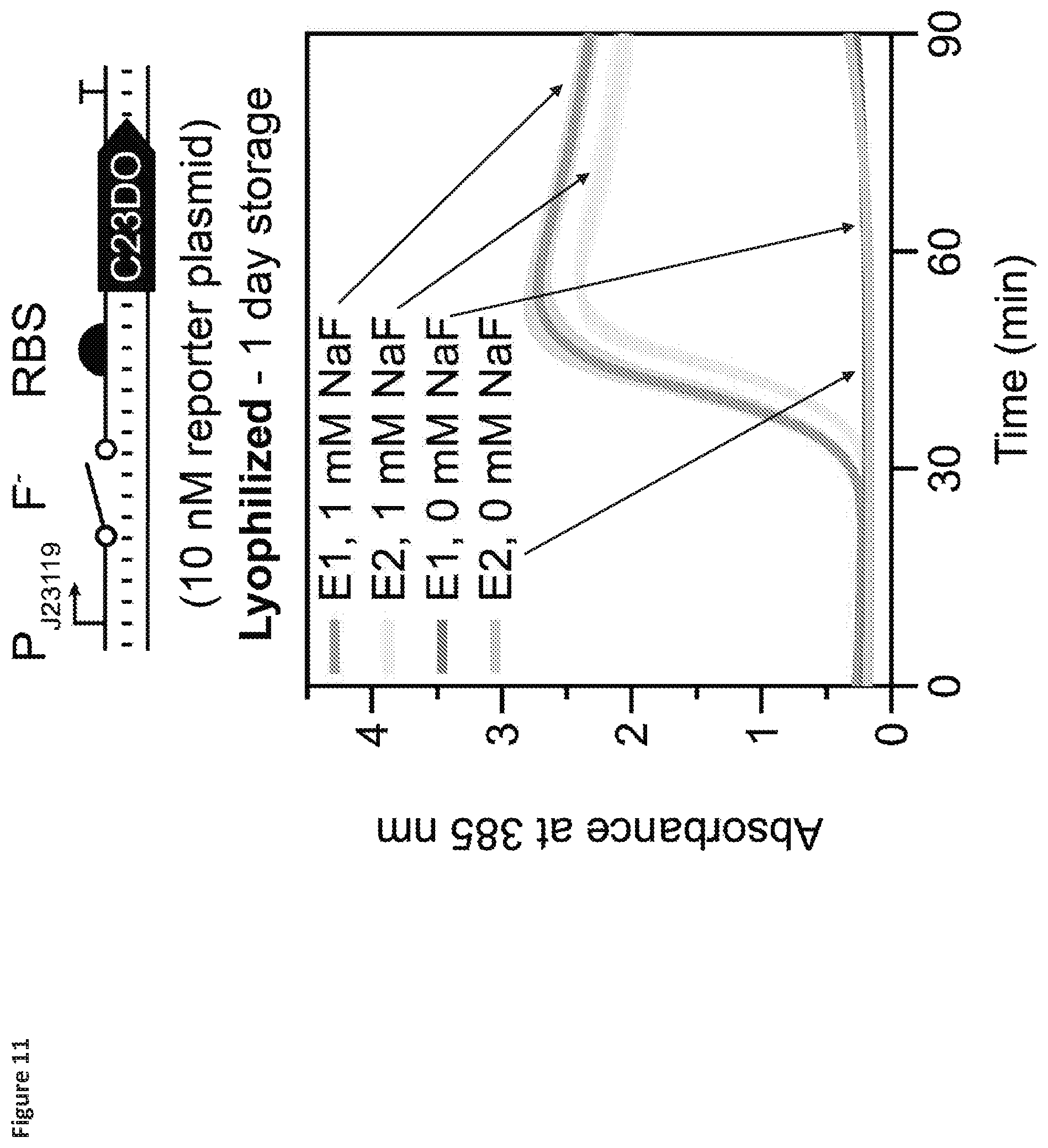 Patent US12325884 Figure 11 – Riboswitch-based fluoride sensing in cell-free extract