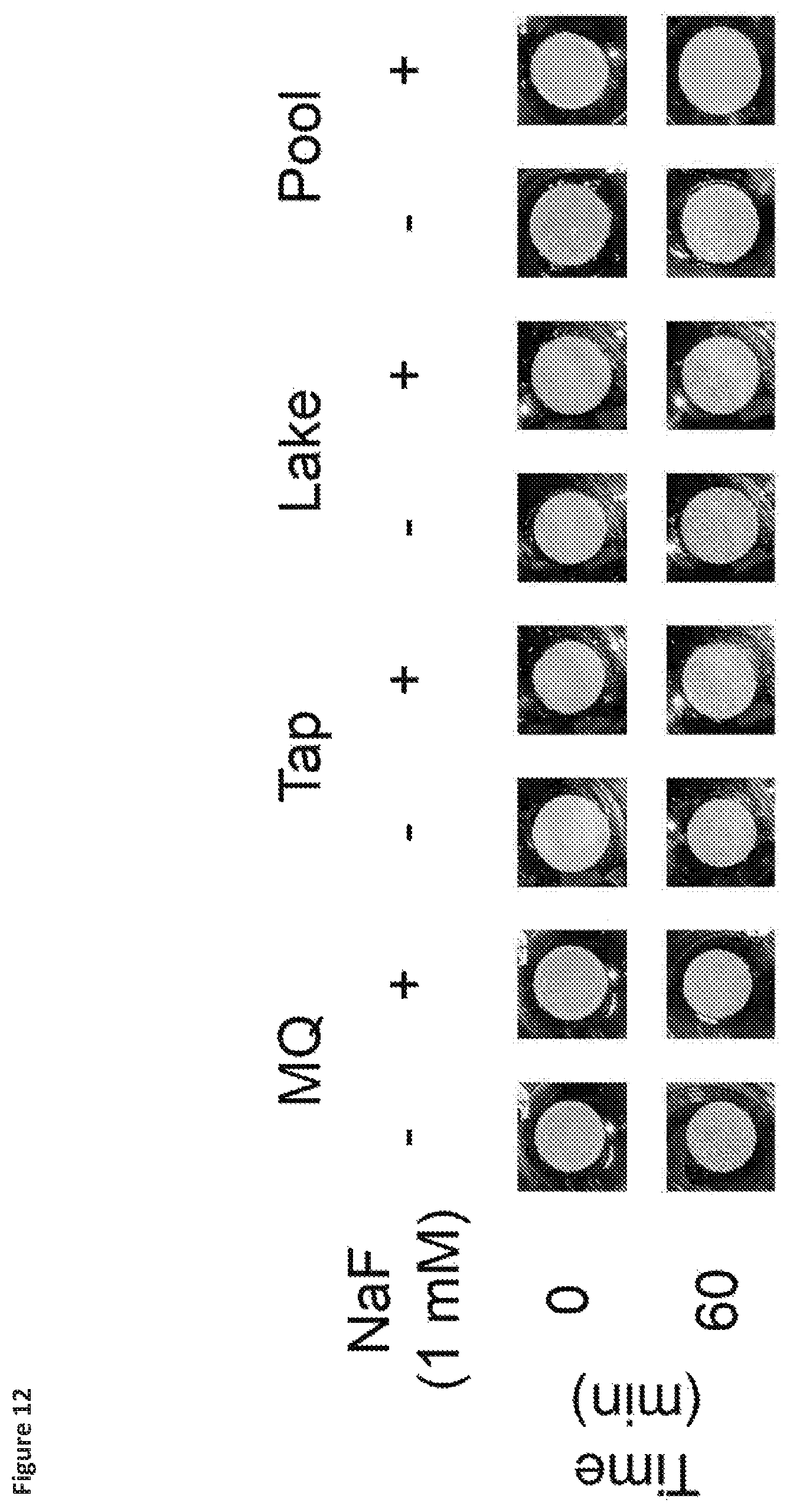 Patent US12325884 Figure 12 – Riboswitch-based fluoride sensing in cell-free extract