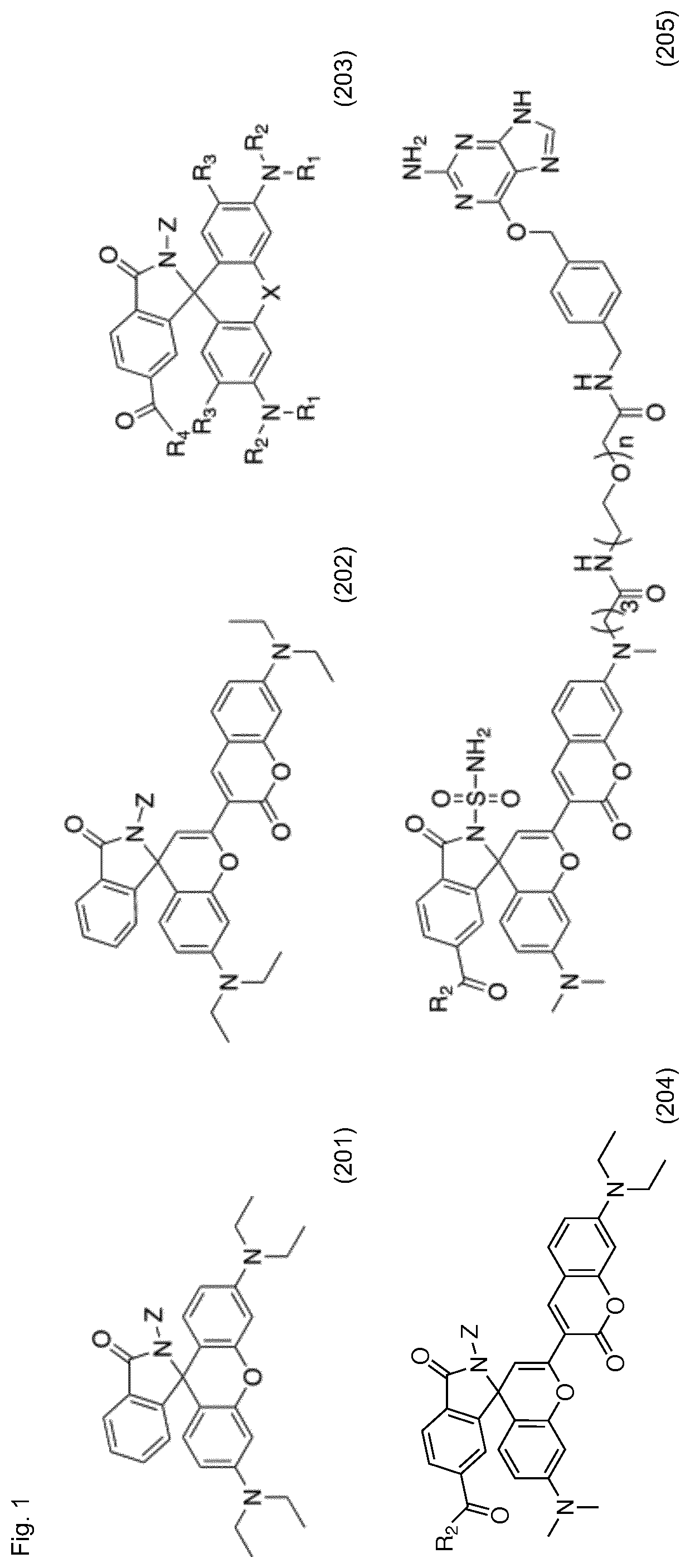 Patent US12326385 Figure 1 – Cell-permeable fluorogenic fluorophores