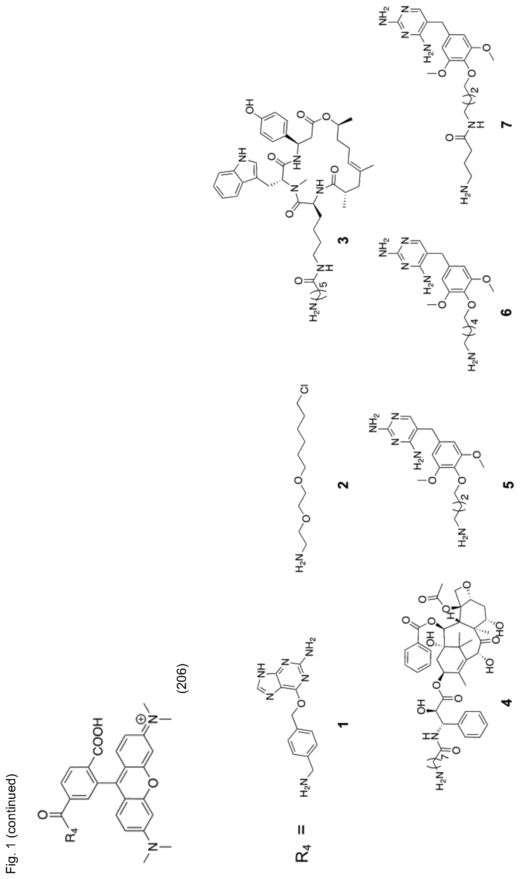Patent US12326385 Figure 2 – Cell-permeable fluorogenic fluorophores