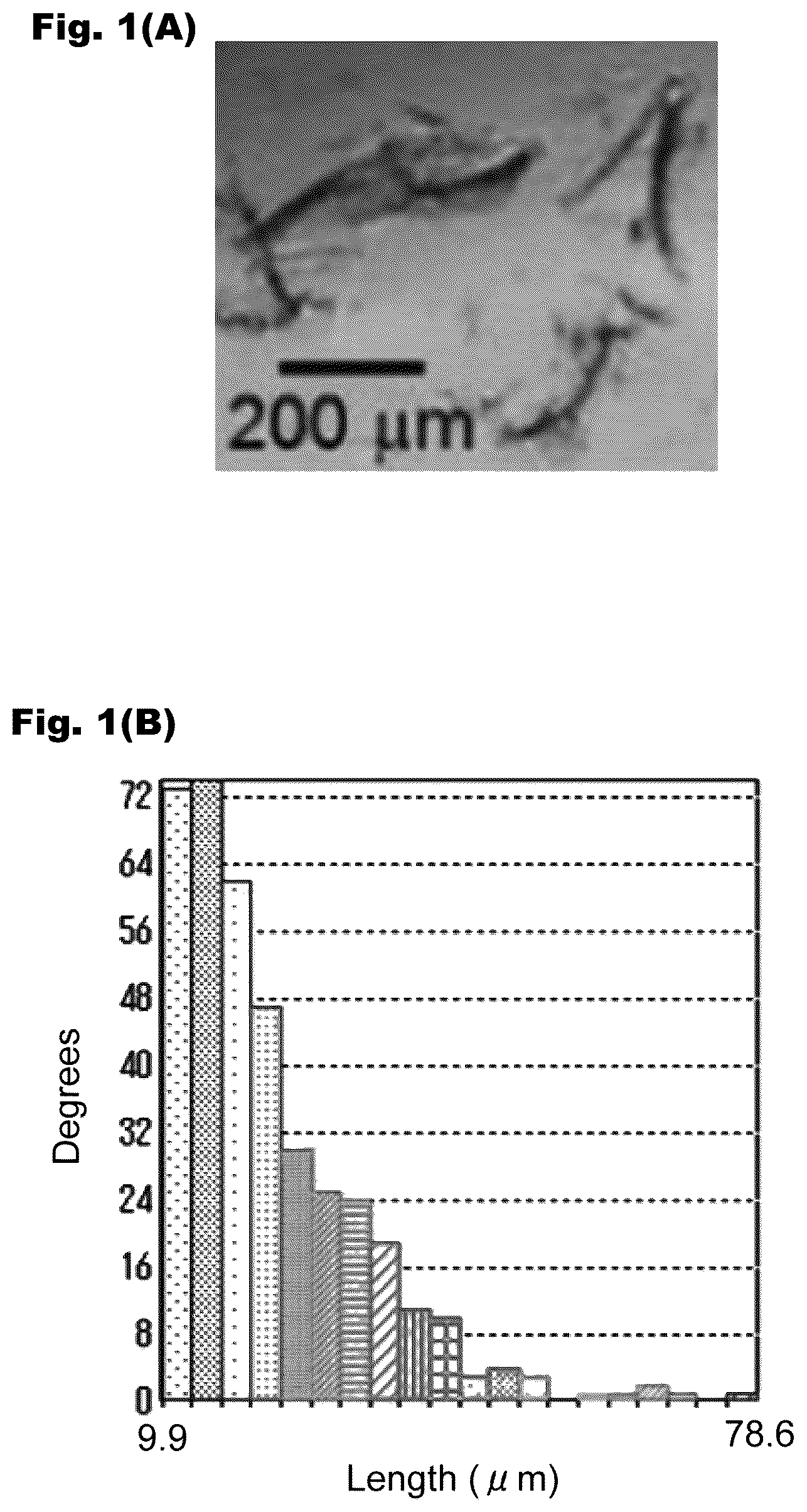 Patent US12326433 — Abnormal cardiac rhythm myocardial model and method for producing same, agent for forming abnormal cardiac rhythm myocardial model, and method for evaluating drug efficacy of heart disease therapeutic — Figure 1