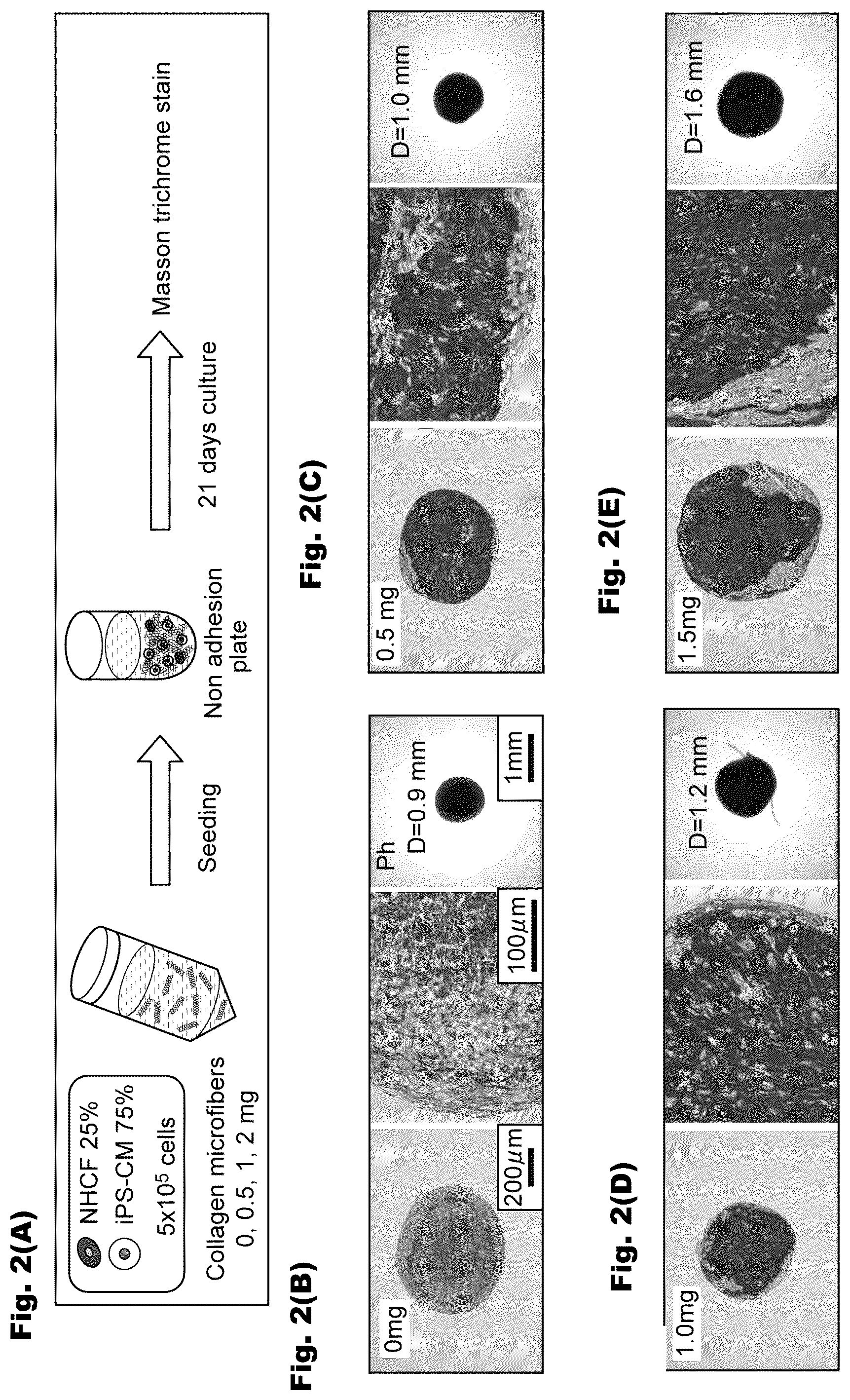Patent US12326433 Figure 2 – Abnormal cardiac rhythm myocardial model and method for producing same, agent for forming abnormal cardiac rhythm myocardial model, and method for evaluating drug efficacy of heart disease therapeutic