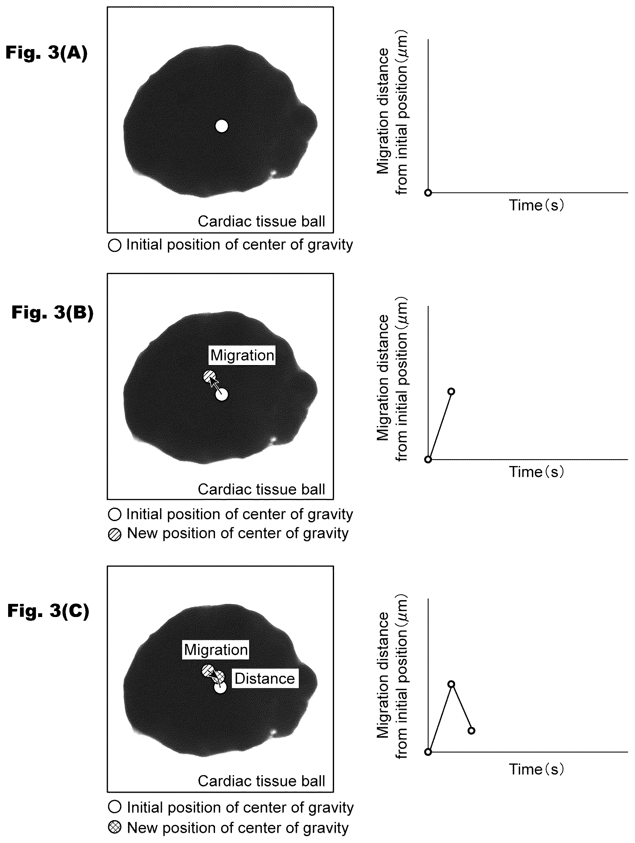 Patent US12326433 Figure 3 – Abnormal cardiac rhythm myocardial model and method for producing same, agent for forming abnormal cardiac rhythm myocardial model, and method for evaluating drug efficacy of heart disease therapeutic