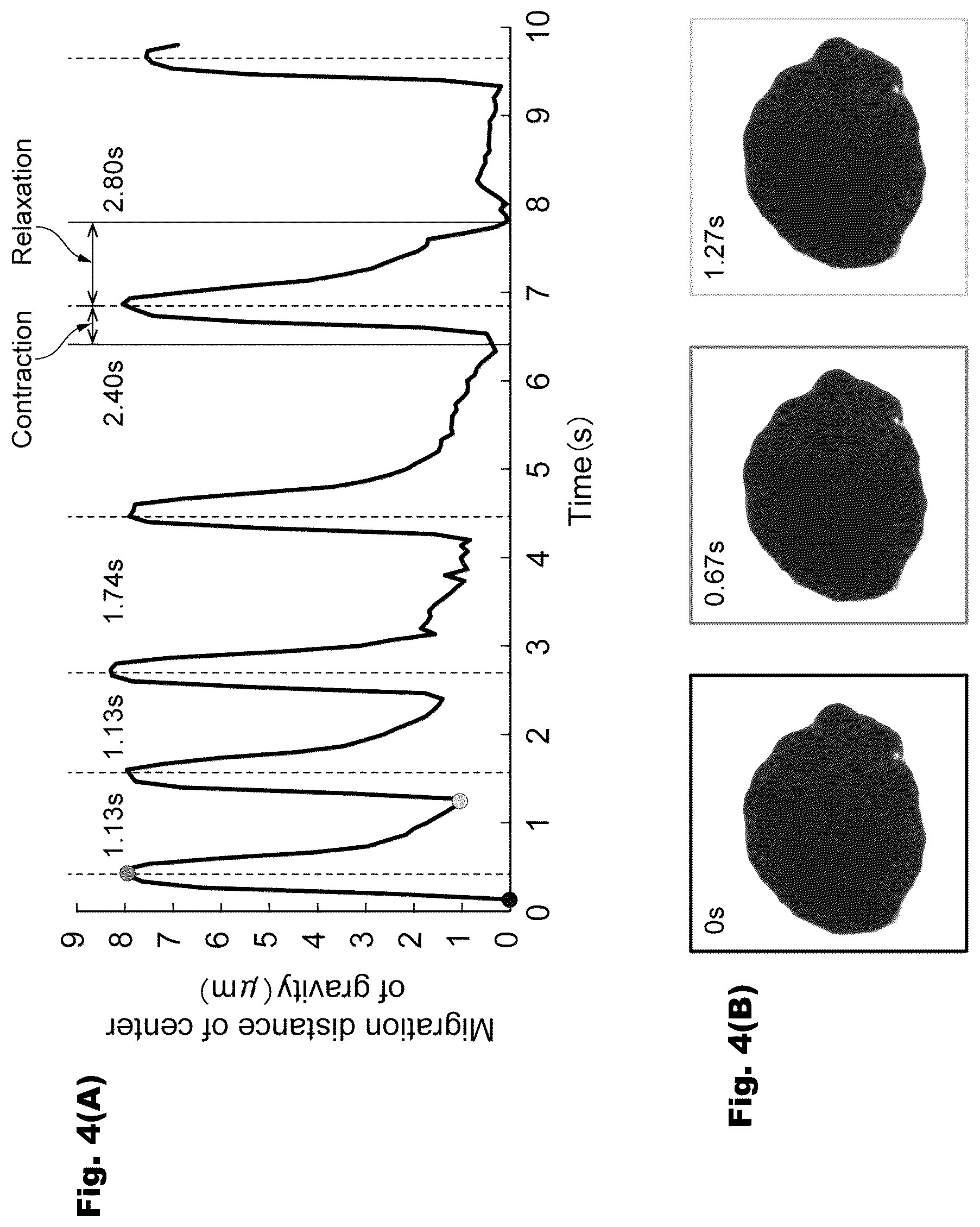 Patent US12326433 Figure 4 – Abnormal cardiac rhythm myocardial model and method for producing same, agent for forming abnormal cardiac rhythm myocardial model, and method for evaluating drug efficacy of heart disease therapeutic
