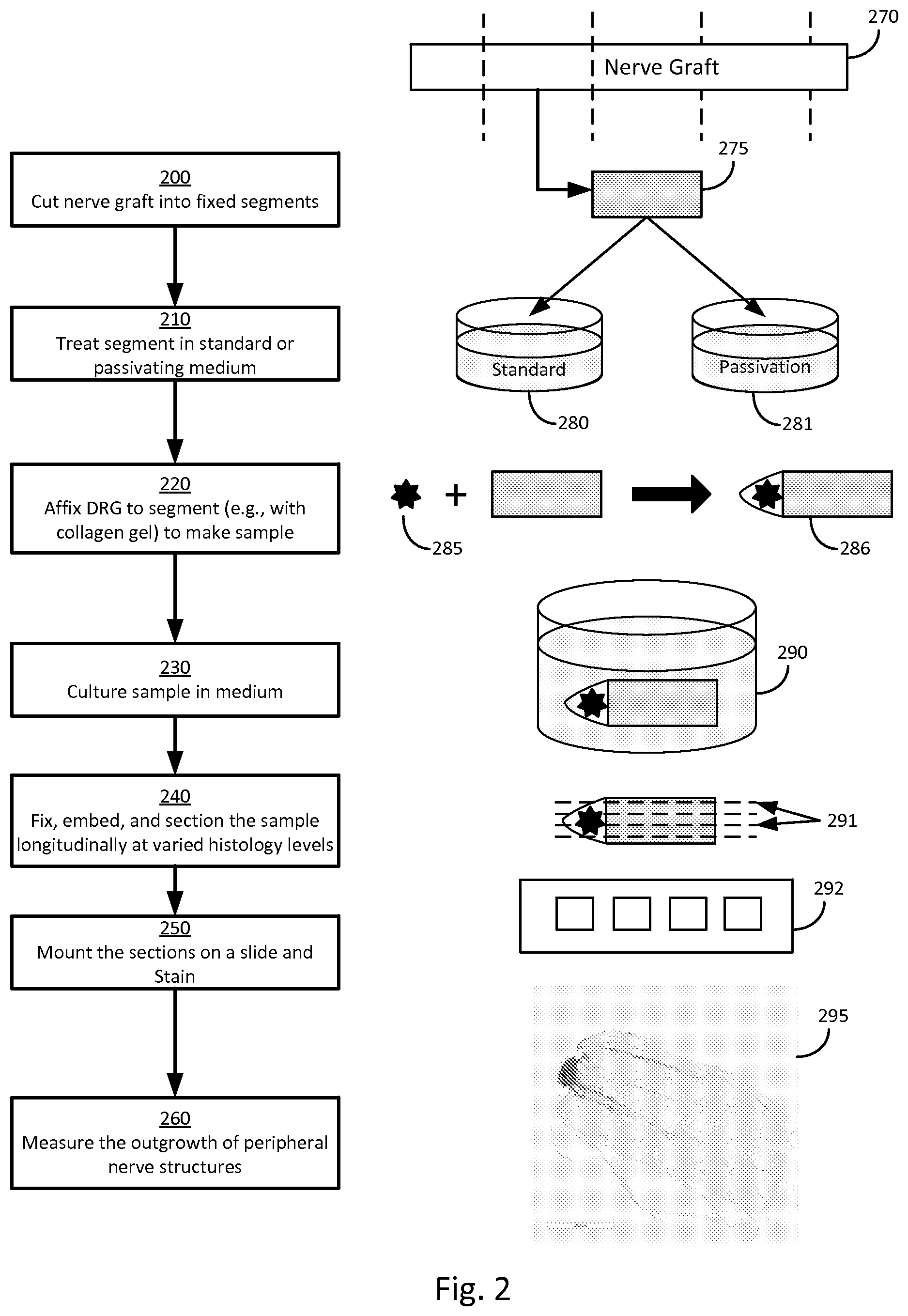 Patent US12326440 Figure 4 – Organotypic DRG-peripheral nerve culture system
