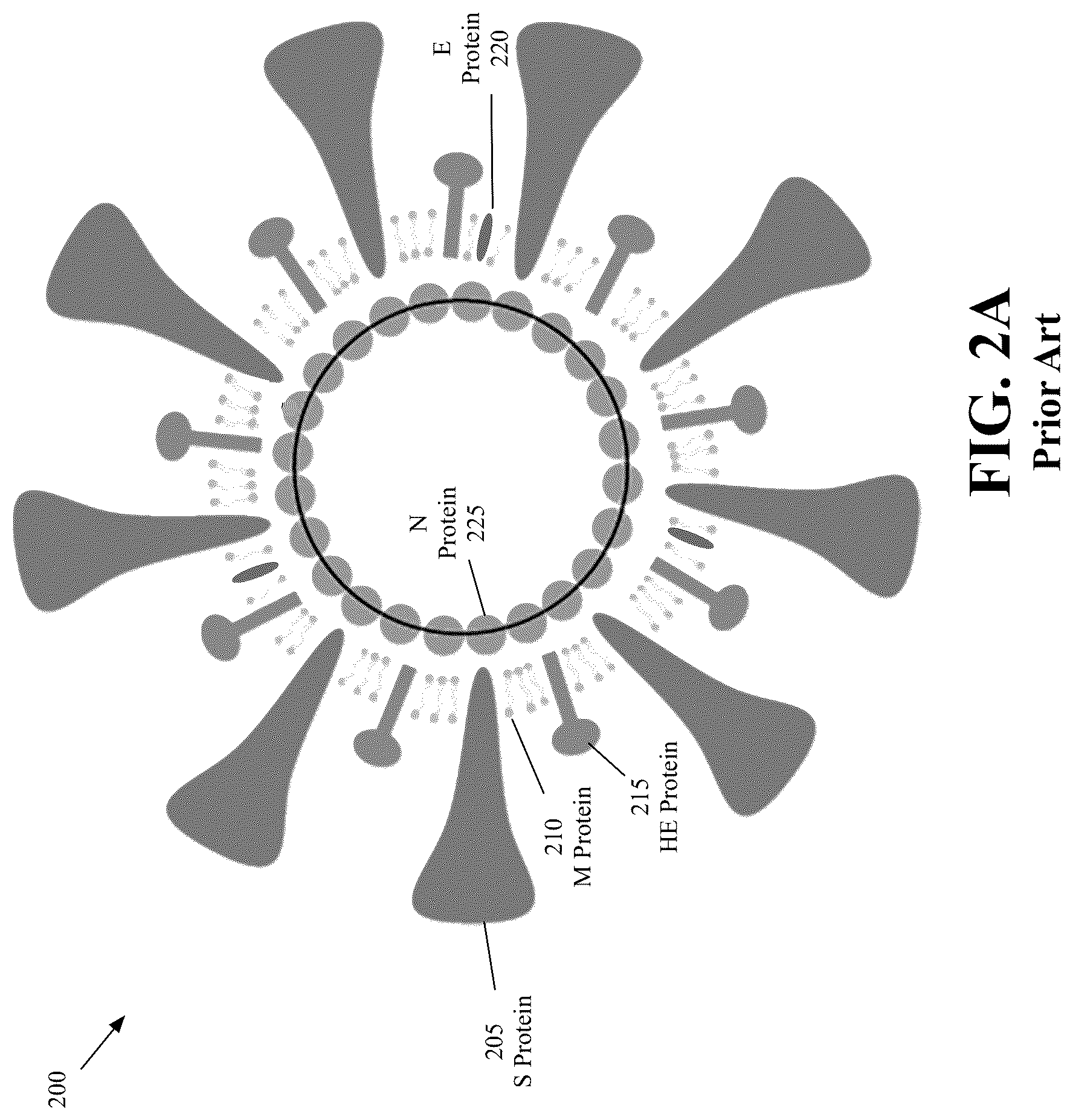 Patent US12326447 Figure 2 – Lateral flow assay for detecting multiple proteins of a pathogen