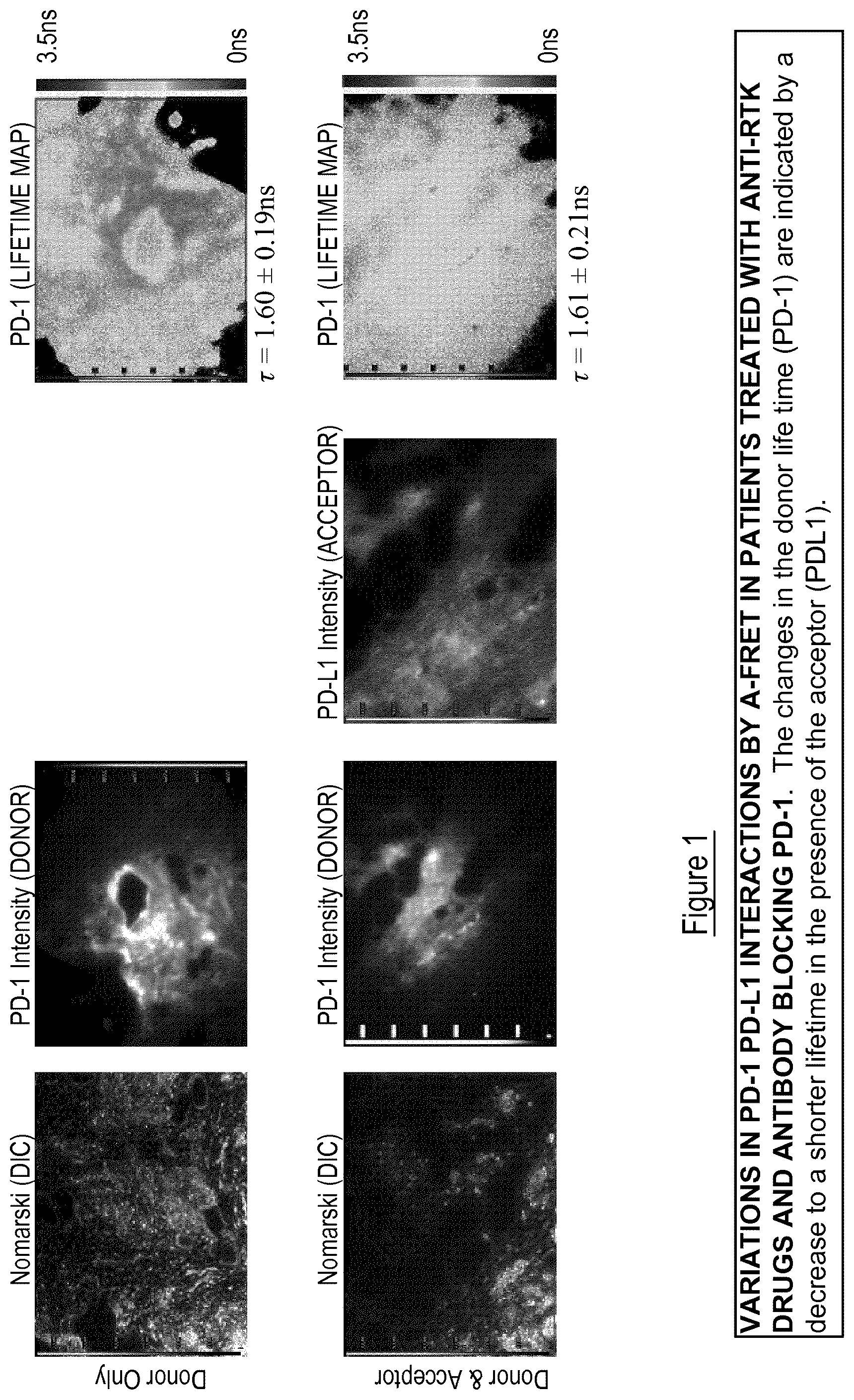 Patent US12326450 Figure 1 – Kits, methods and their uses for detecting cell-cell interactions in a sample