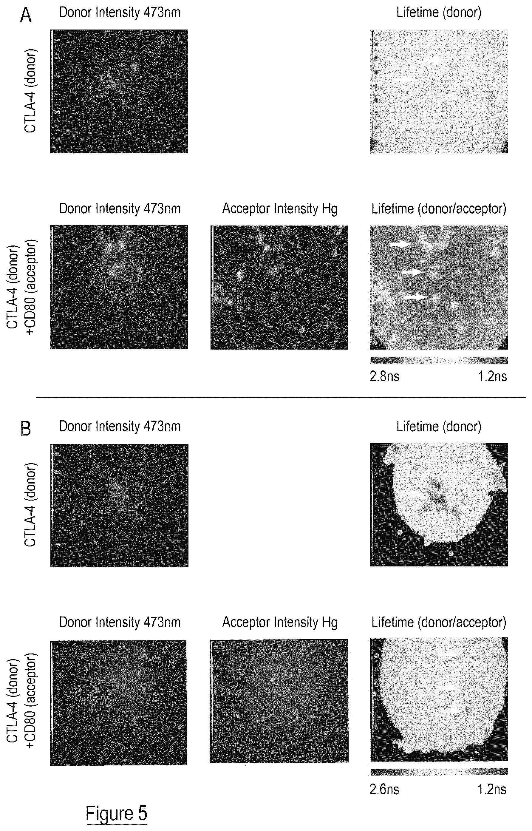 Patent US12326450 Figure 5 – Kits, methods and their uses for detecting cell-cell interactions in a sample