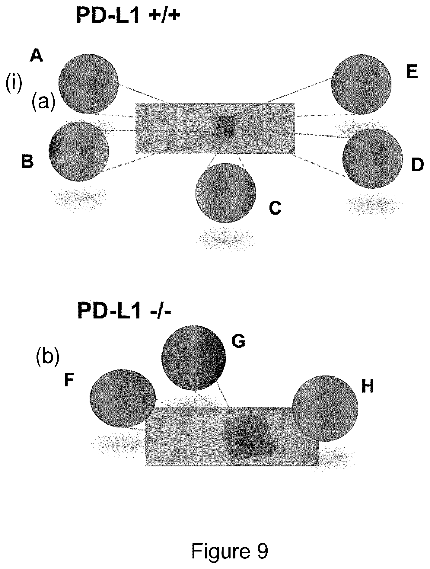 Patent US12326450 Figure 12 – Kits, methods and their uses for detecting cell-cell interactions in a sample