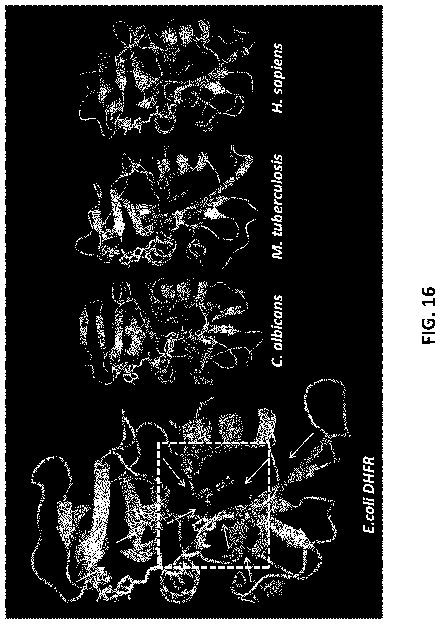 Patent US12326454 Figure 16 – Systems and methods for identifying positive allosteric modulators of enzymes to enhance activity