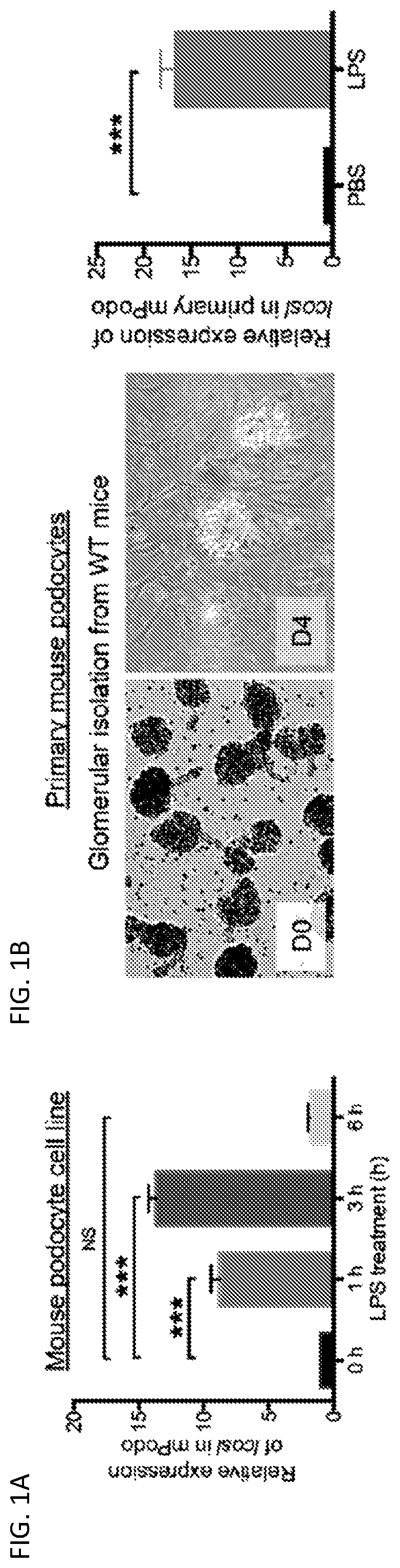Patent US12326457 Figure 1 – ICOSL for use as a renal therapeutic