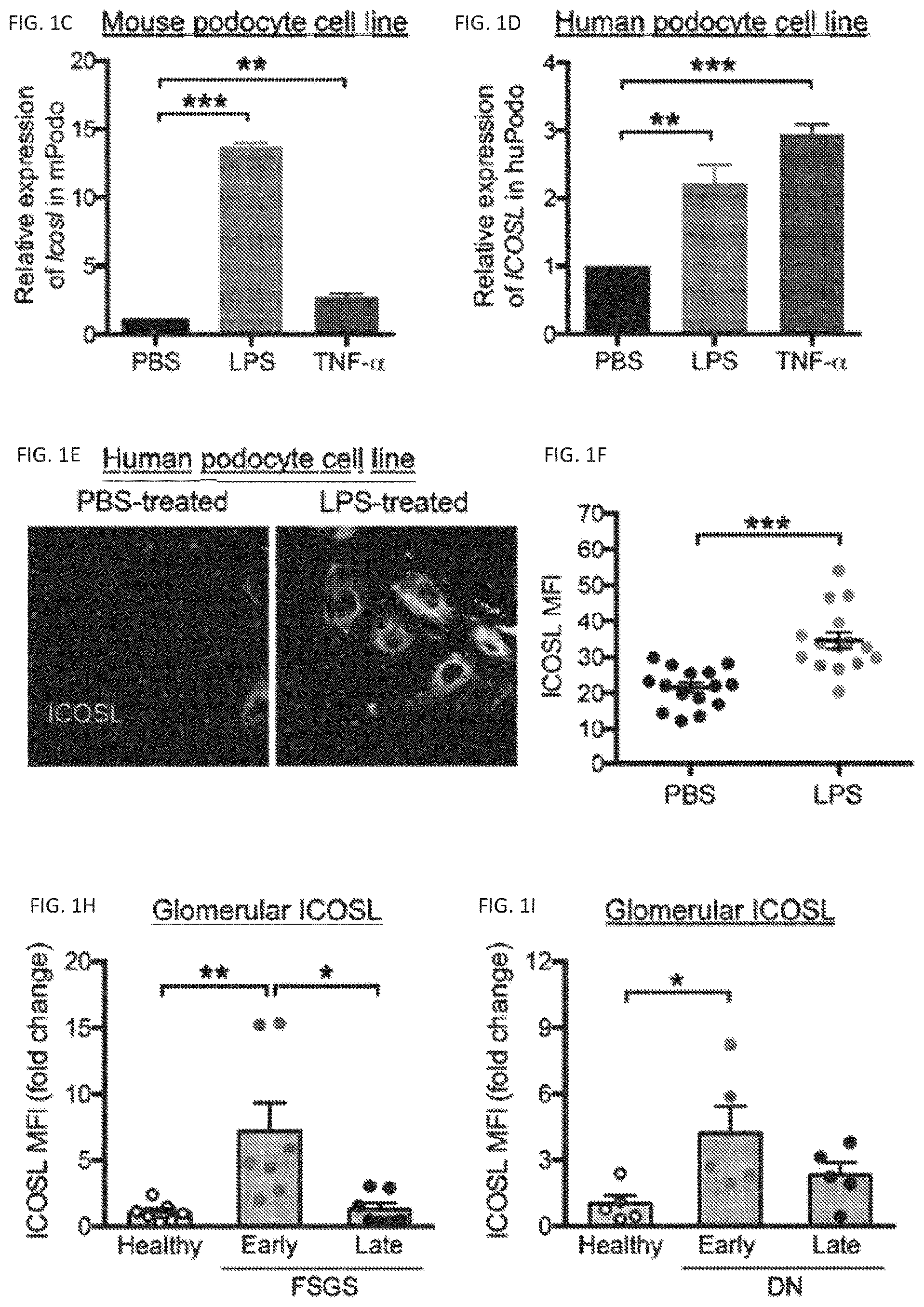 Patent US12326457 Figure 2 – ICOSL for use as a renal therapeutic