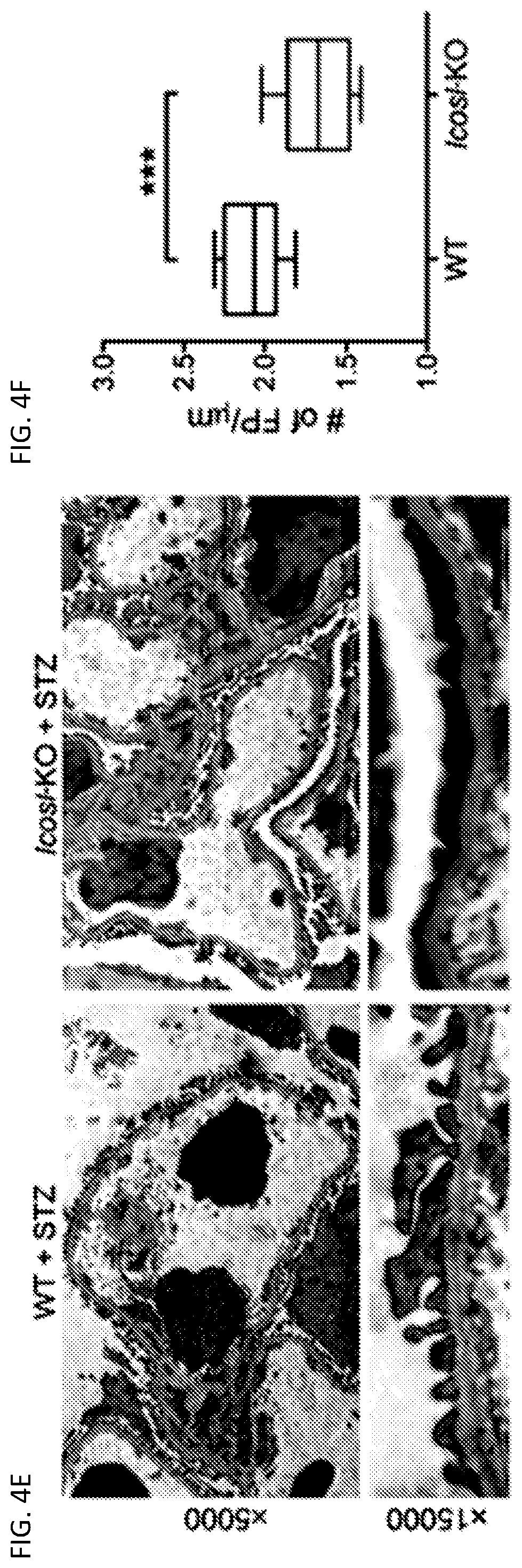 Patent US12326457 Figure 8 – ICOSL for use as a renal therapeutic