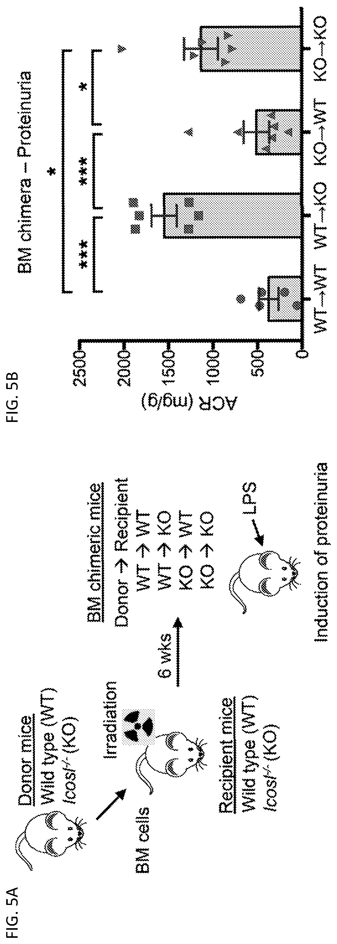 Patent US12326457 Figure 9 – ICOSL for use as a renal therapeutic