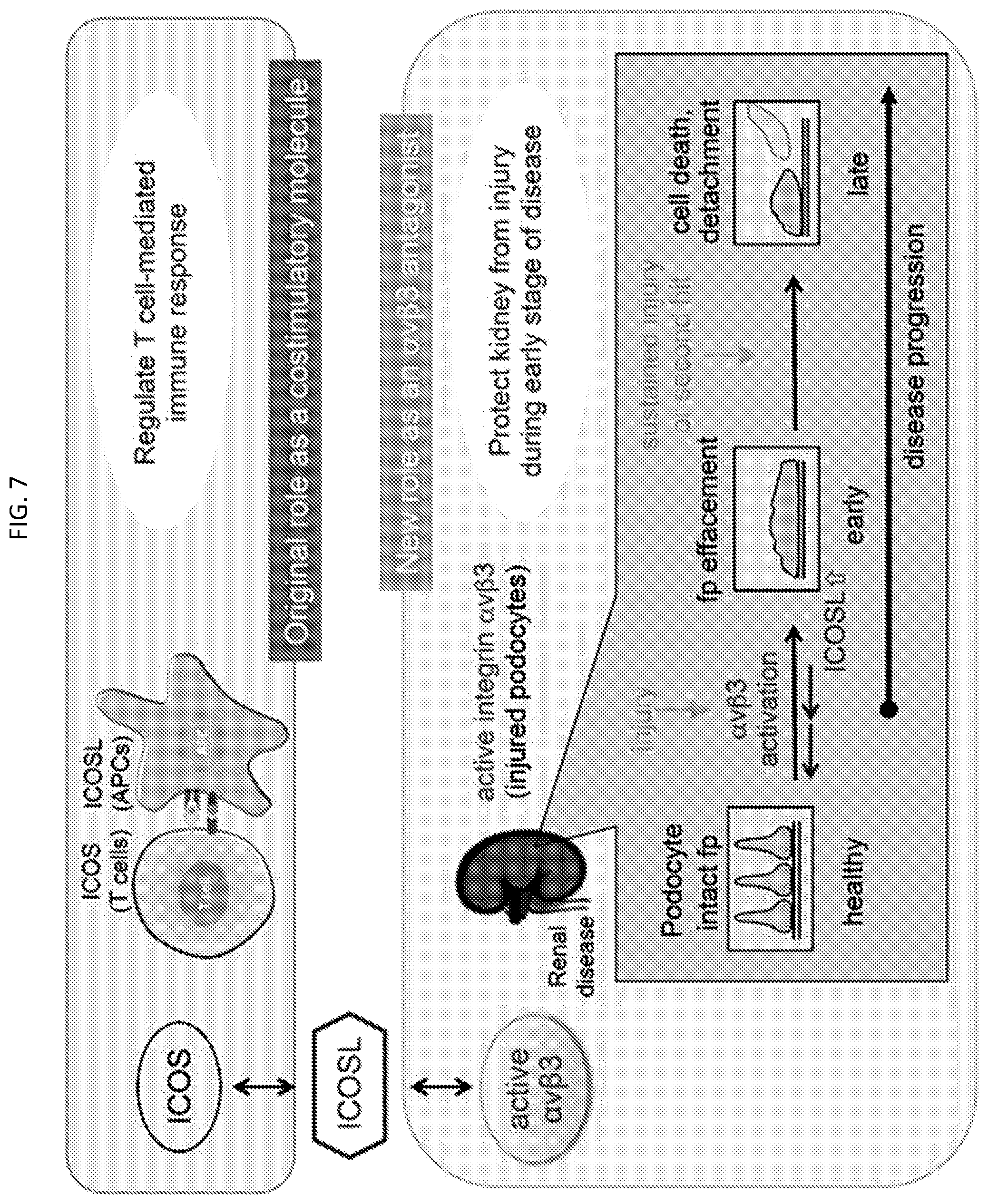 Patent US12326457 Figure 11 – ICOSL for use as a renal therapeutic
