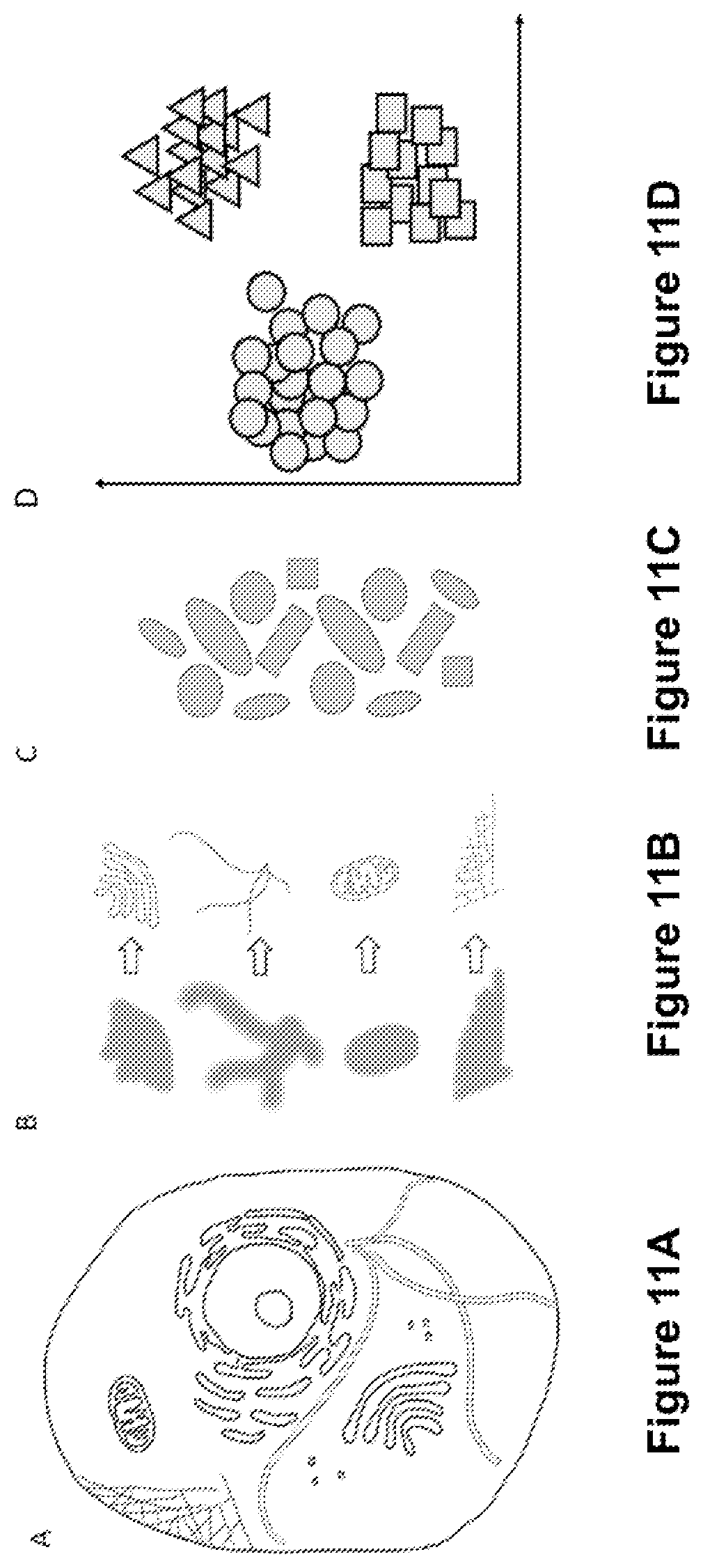 Patent US12327327 Figure 11 – Deep learning based single frame super resolution microscopy image processing