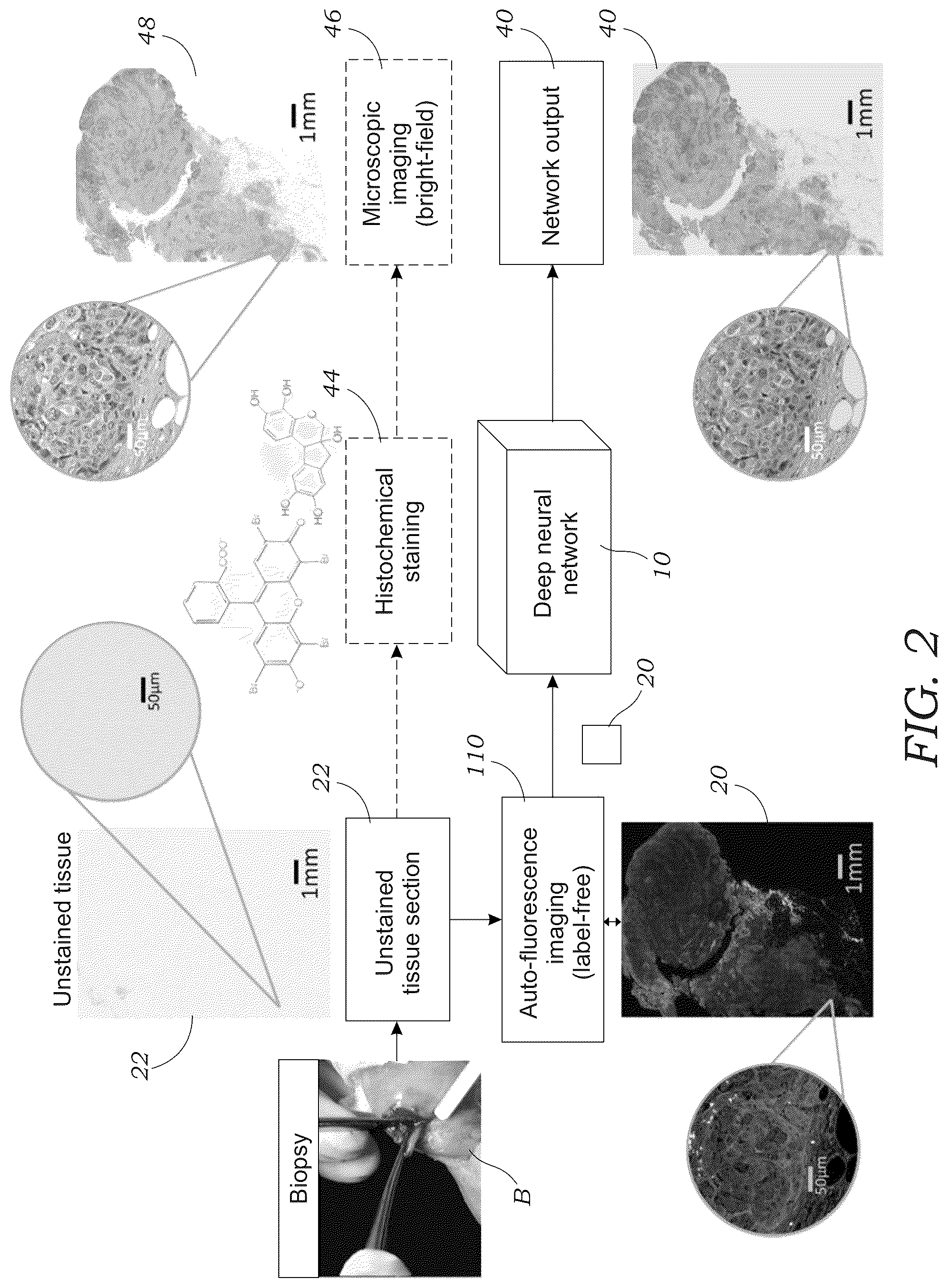 Patent US12327362 Figure 2 – Method and system for digital staining of label-free fluorescence images using deep learning