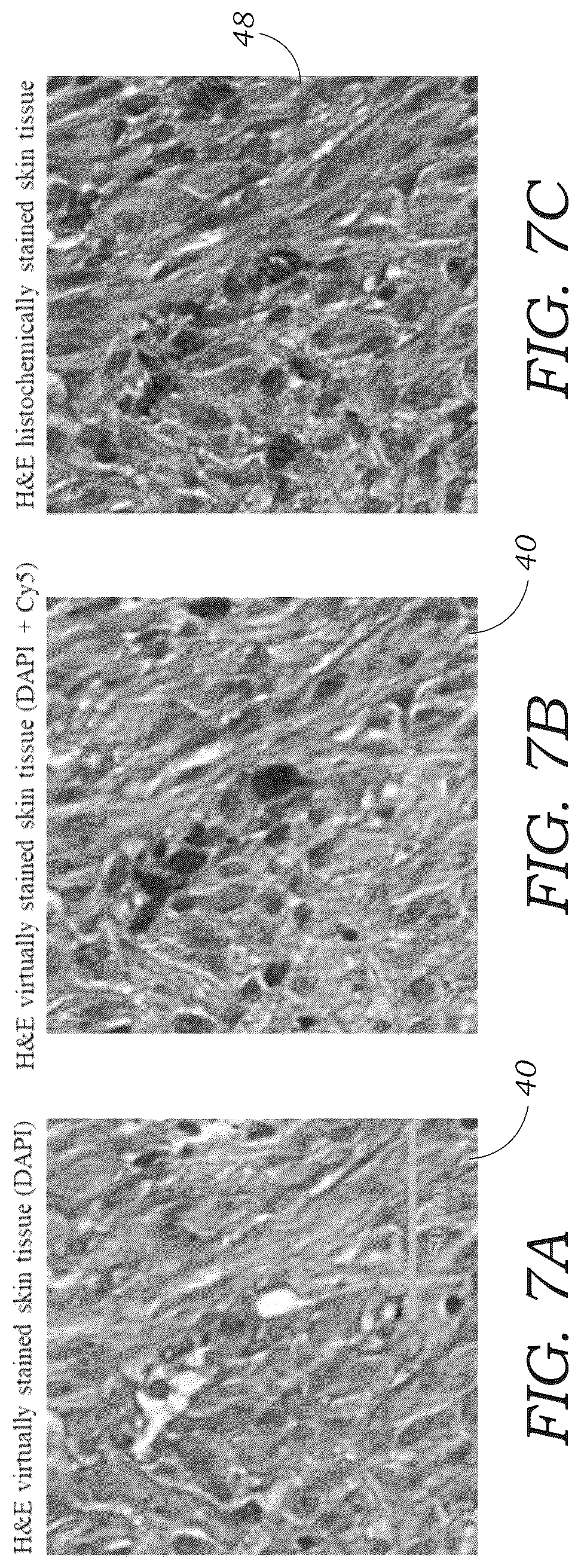 Patent US12327362 Figure 7 – Method and system for digital staining of label-free fluorescence images using deep learning