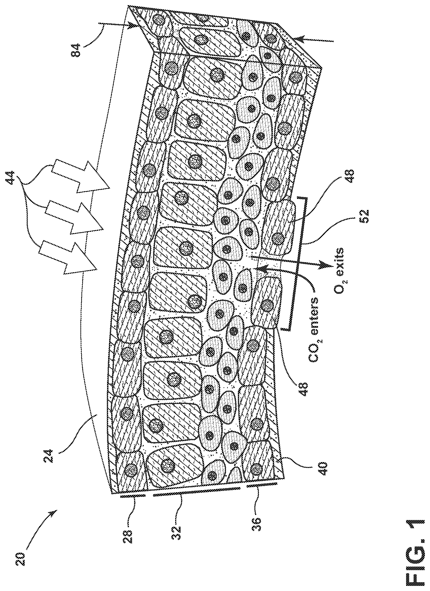Patent US12327496 Figure 1 – Method of decoratively scarifying plant leaves
