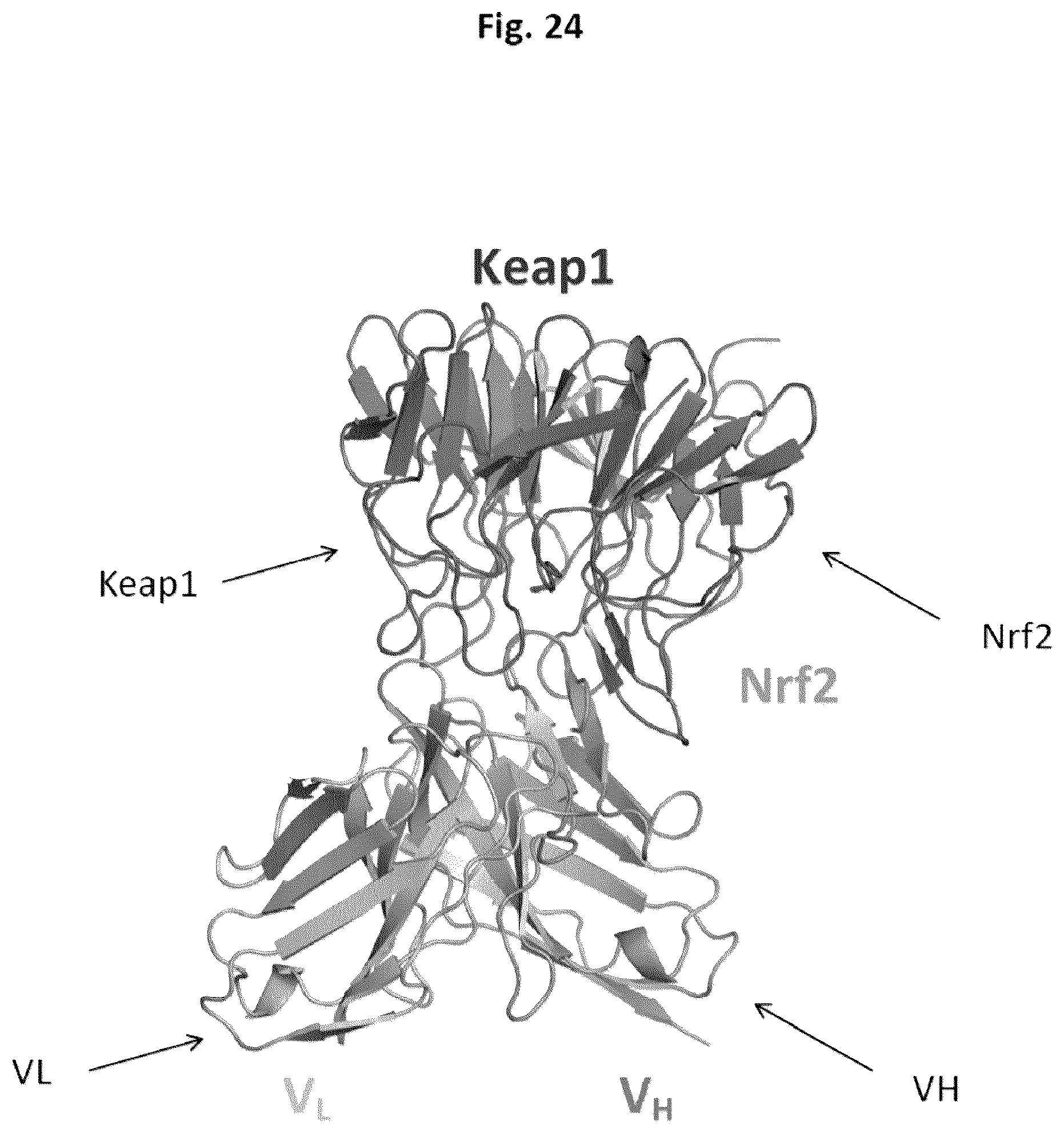 Patent US12327613 Figure 19 – De novo antibody design