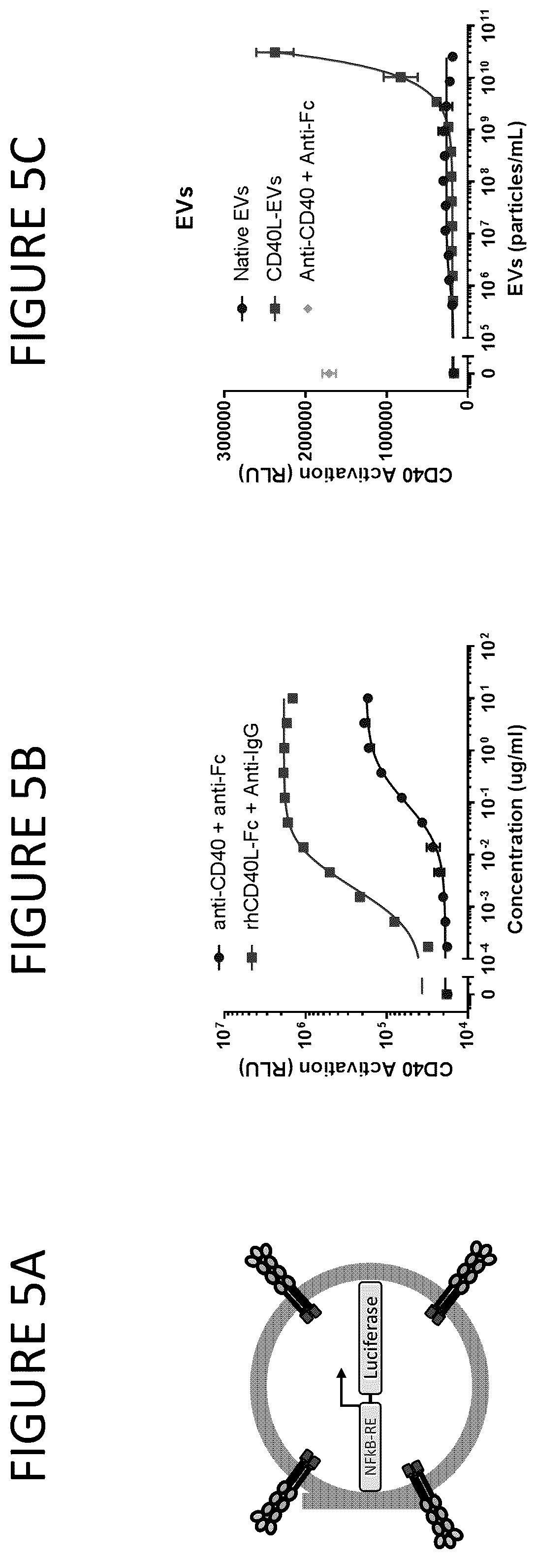 Patent US12331100 Figure 5 – Exosomes for immuno-oncology and anti-inflammatory therapy