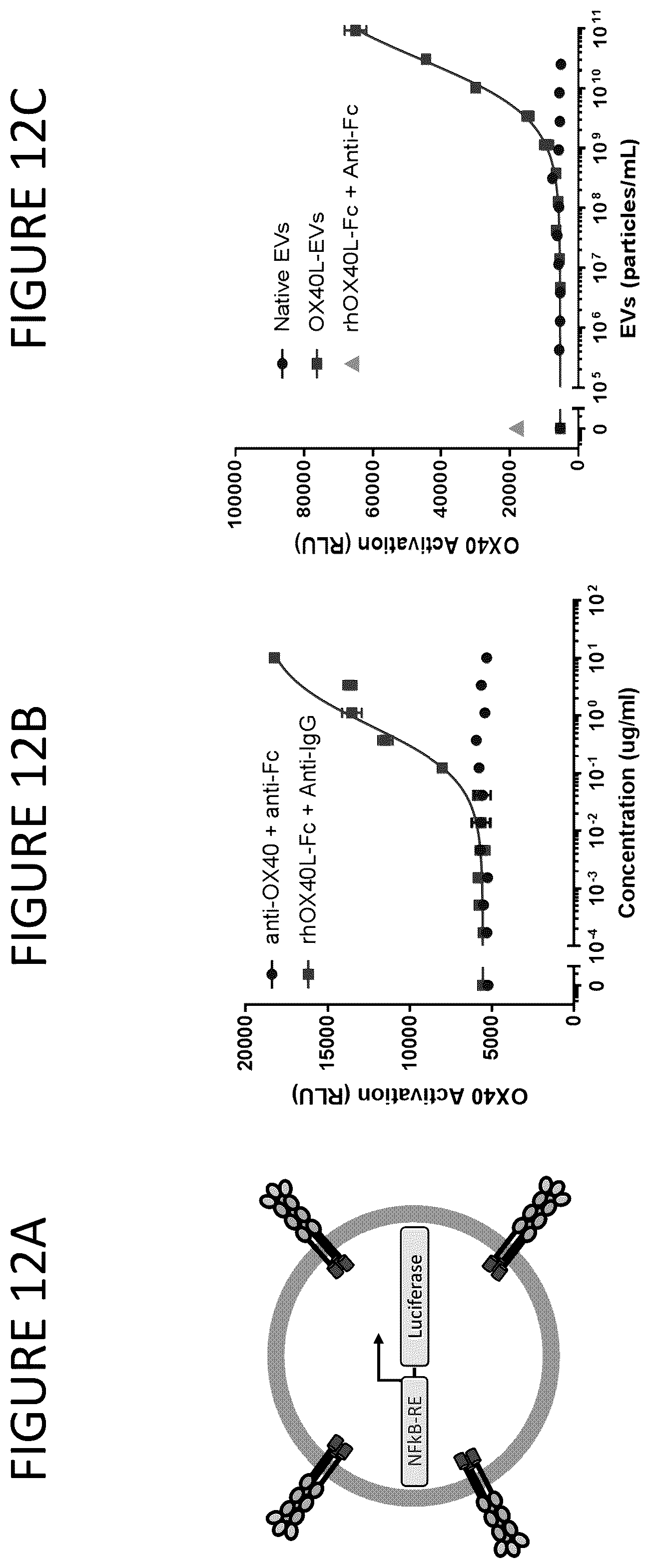 Patent US12331100 Figure 12 – Exosomes for immuno-oncology and anti-inflammatory therapy