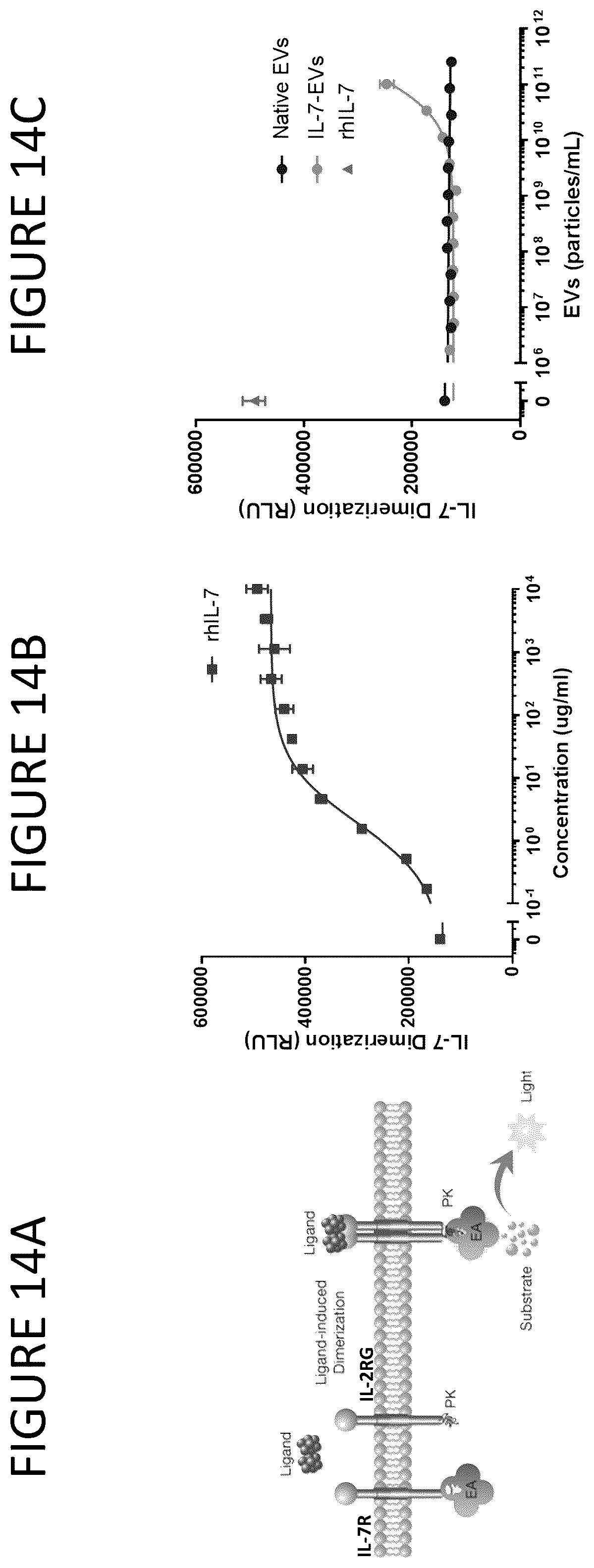 Patent US12331100 Figure 14 – Exosomes for immuno-oncology and anti-inflammatory therapy