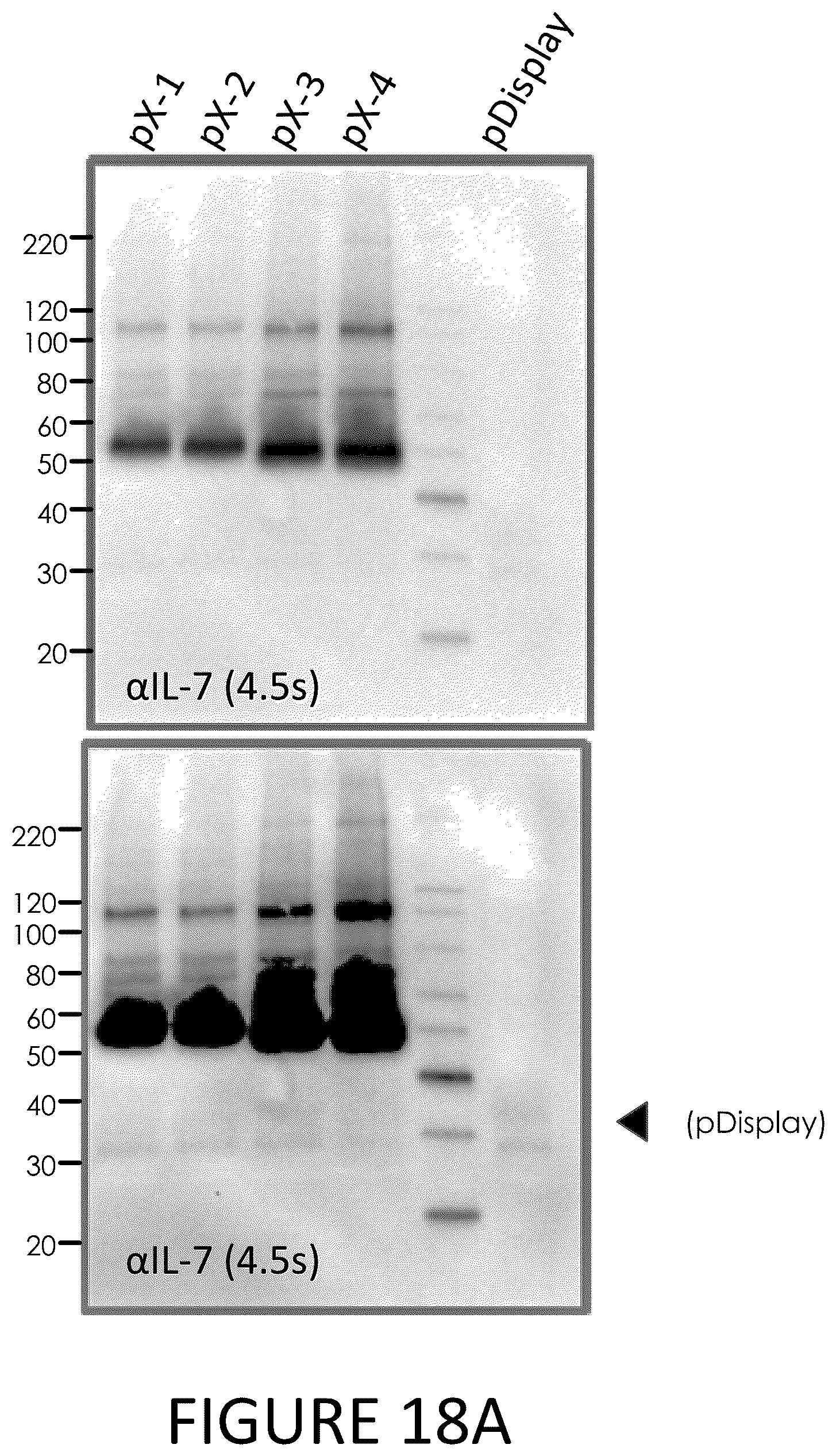Patent US12331100 Figure 18 – Exosomes for immuno-oncology and anti-inflammatory therapy