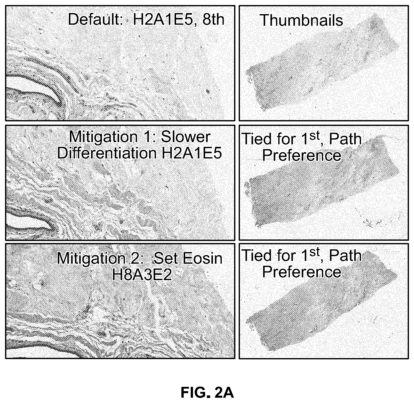 Patent US12332153 Figure 2 – Eosin staining techniques