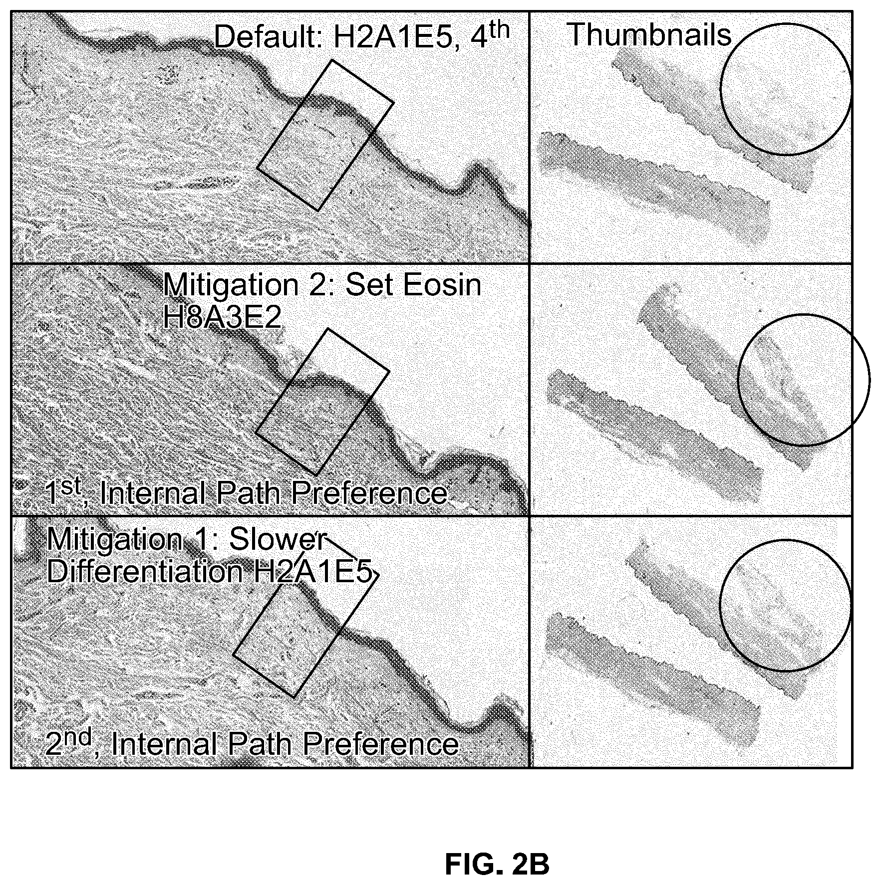 Patent US12332153 Figure 3 – Eosin staining techniques