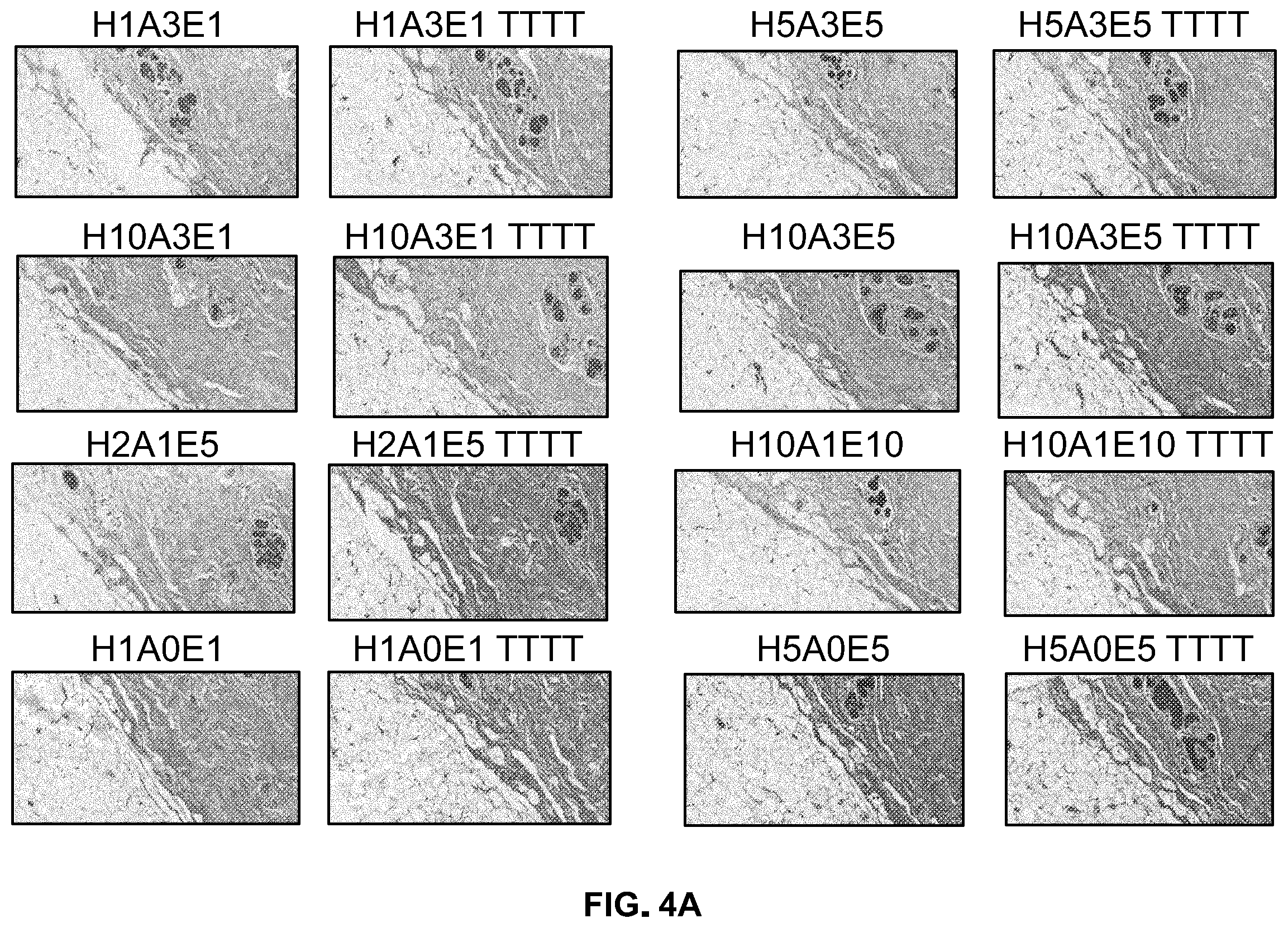 Patent US12332153 Figure 5 – Eosin staining techniques