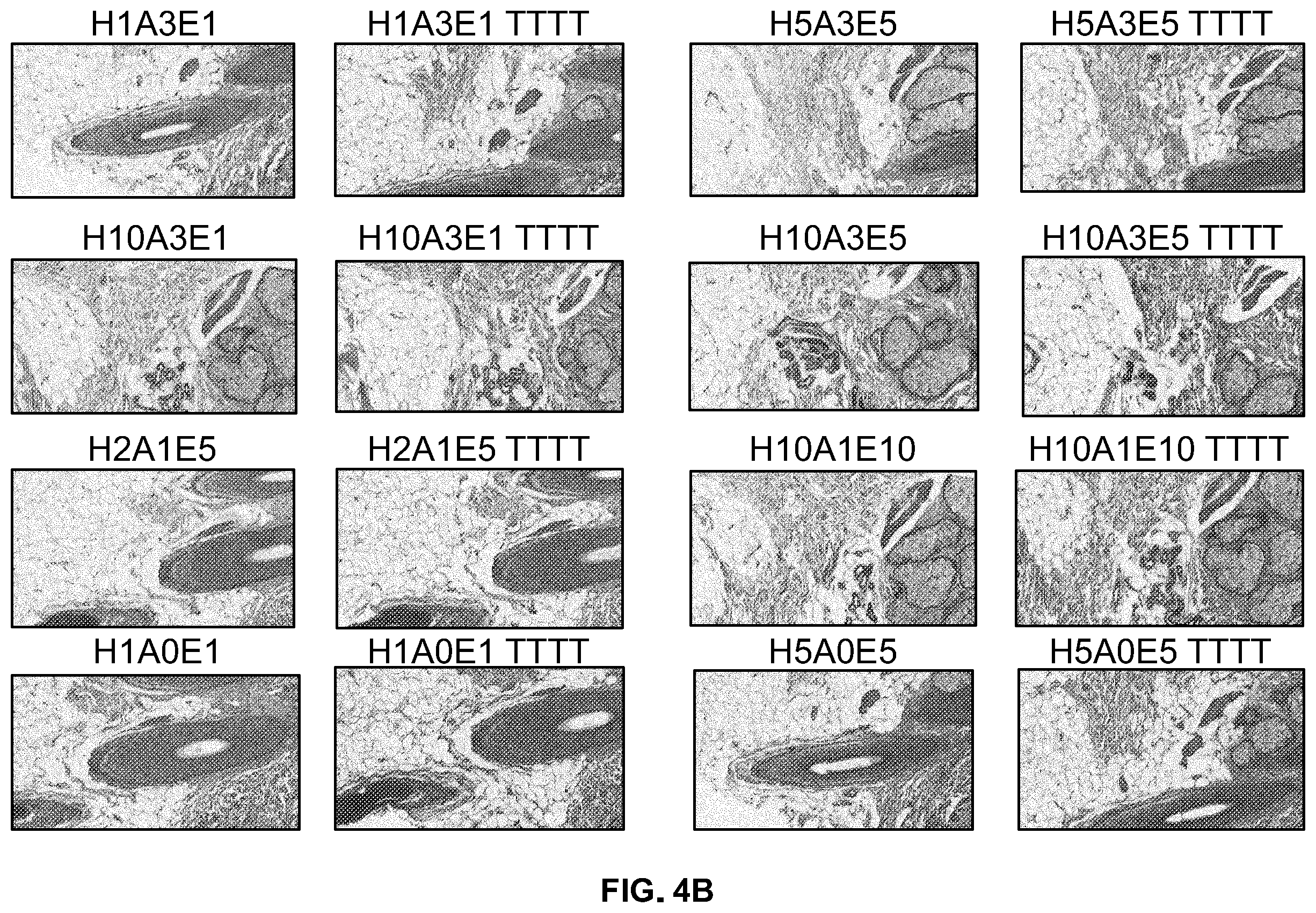 Patent US12332153 Figure 6 – Eosin staining techniques