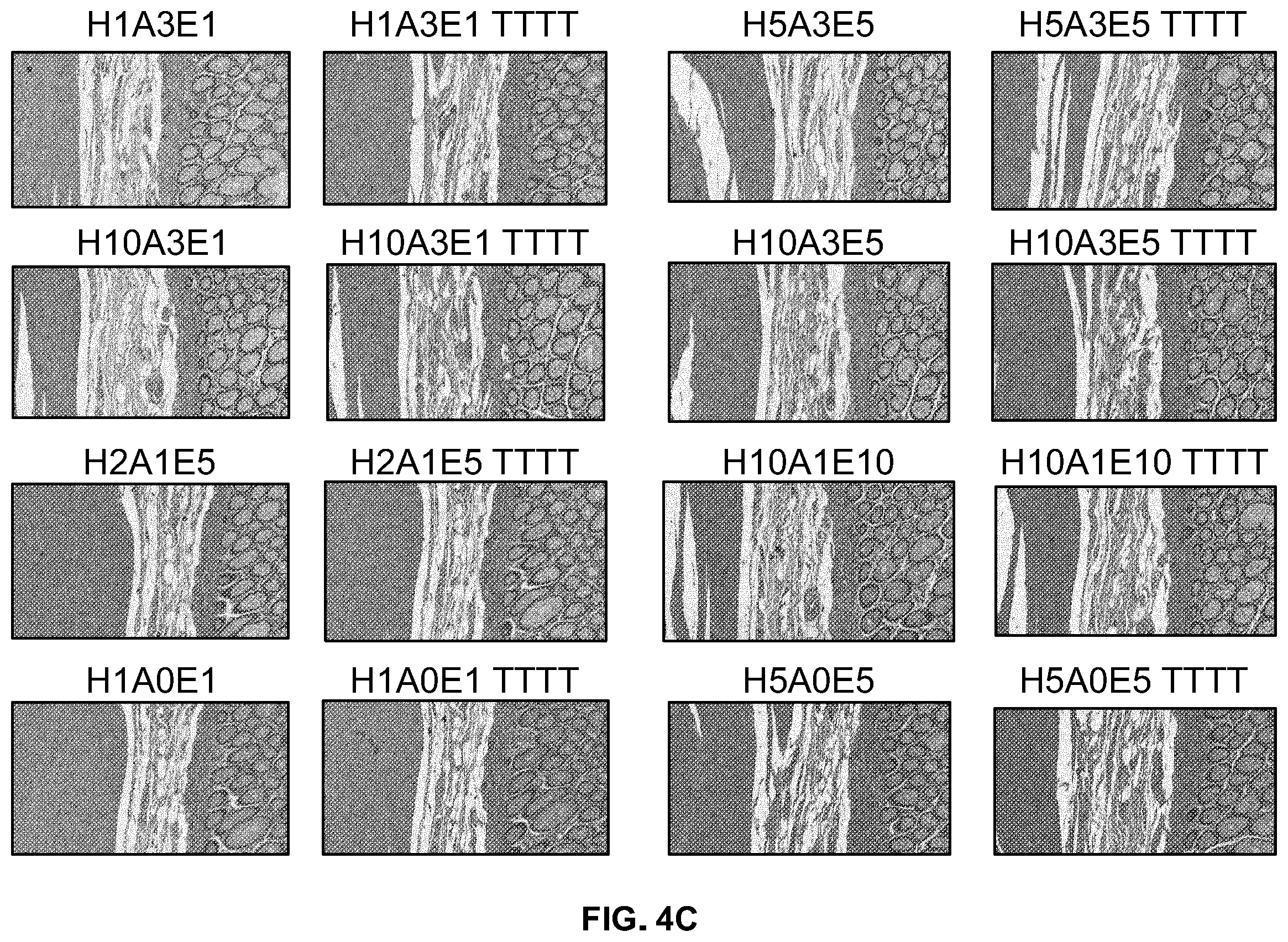Patent US12332153 Figure 7 – Eosin staining techniques