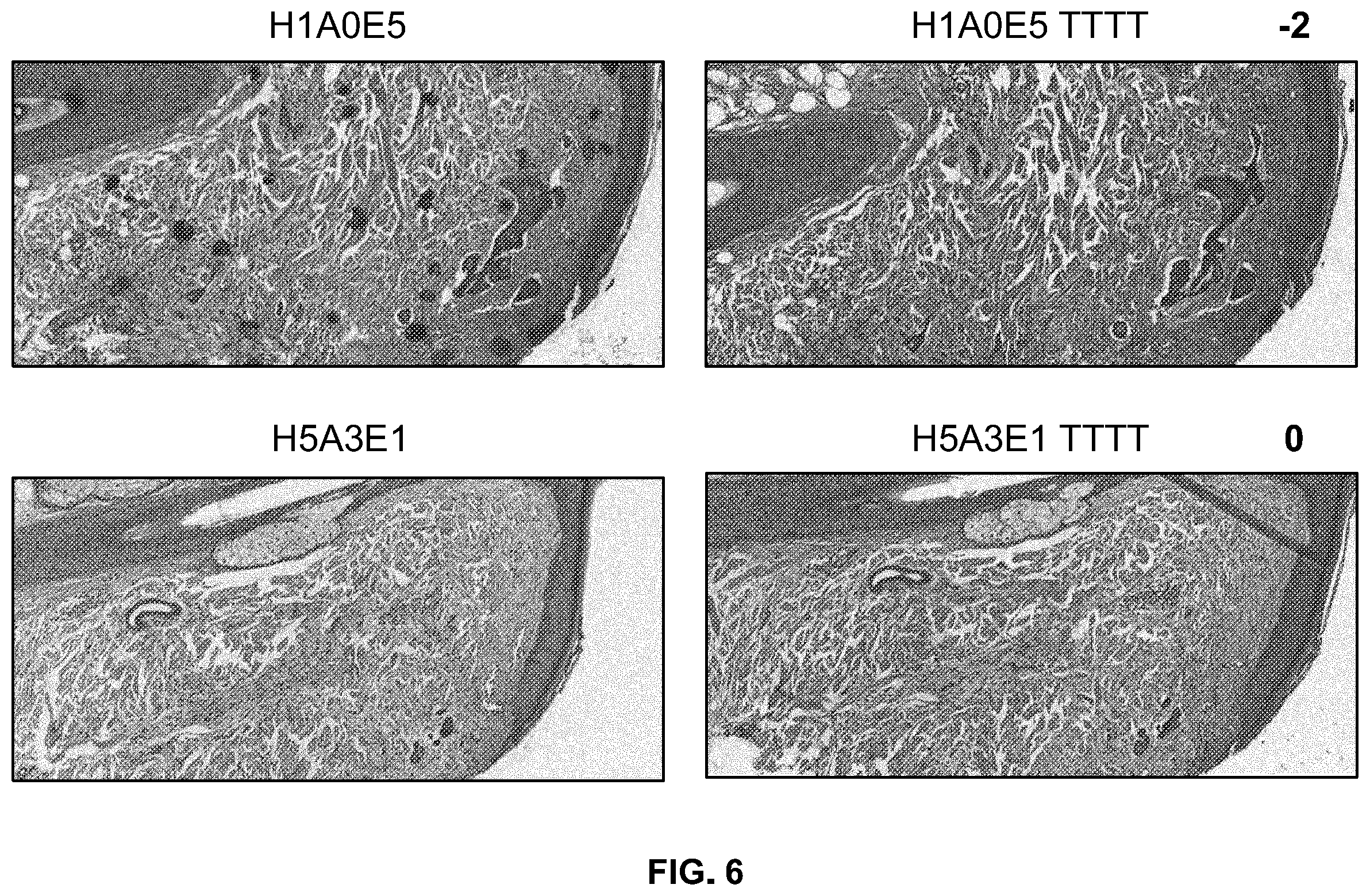 Patent US12332153 Figure 10 – Eosin staining techniques