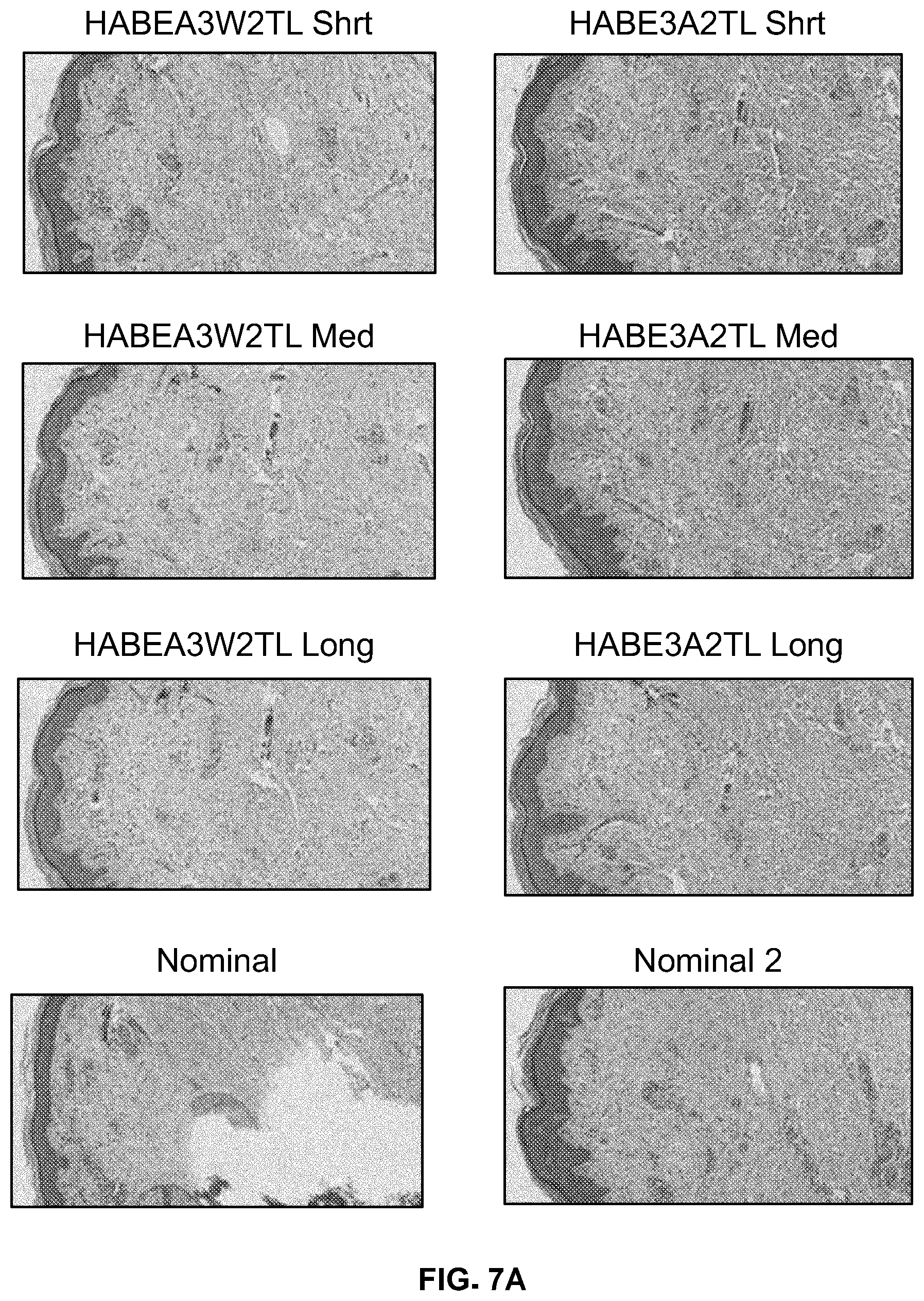 Patent US12332153 Figure 11 – Eosin staining techniques
