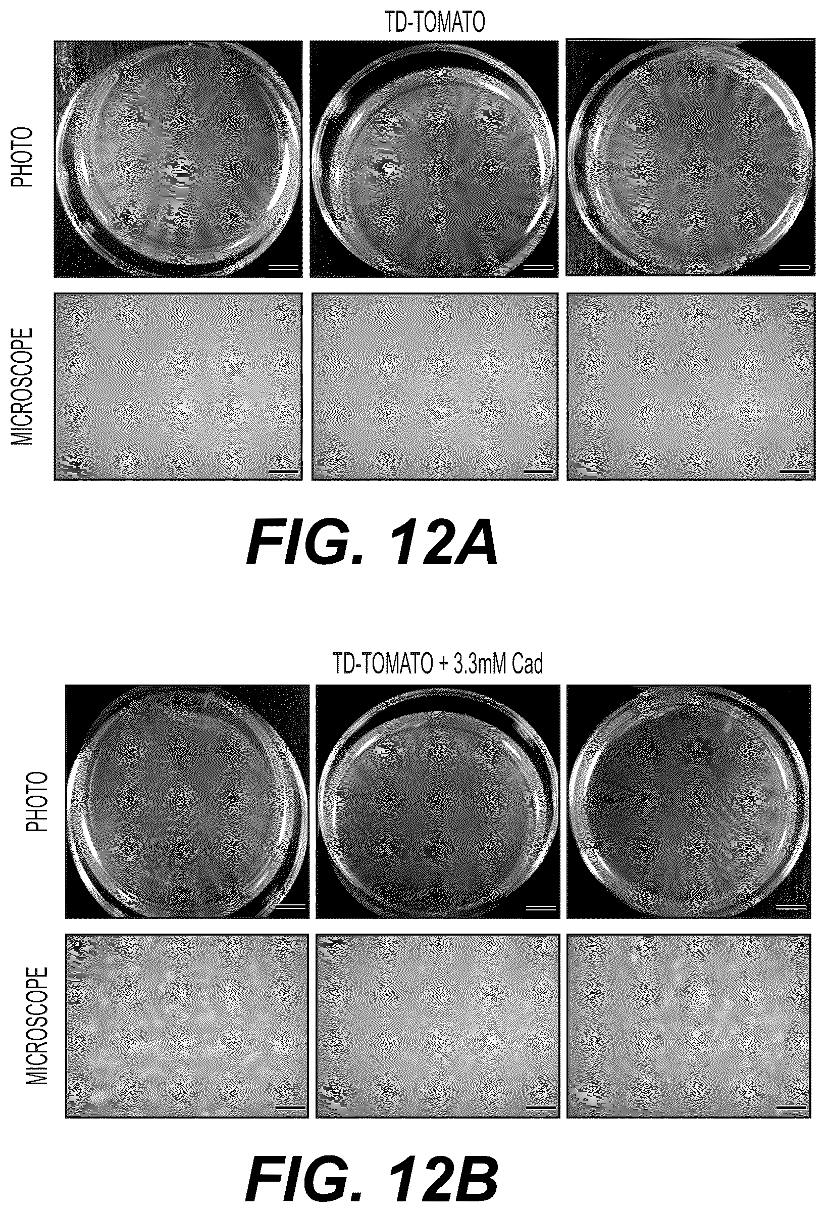 Patent US12332198 Figure 19 – Metabolite based diagnostics for periprosthetic joint infection