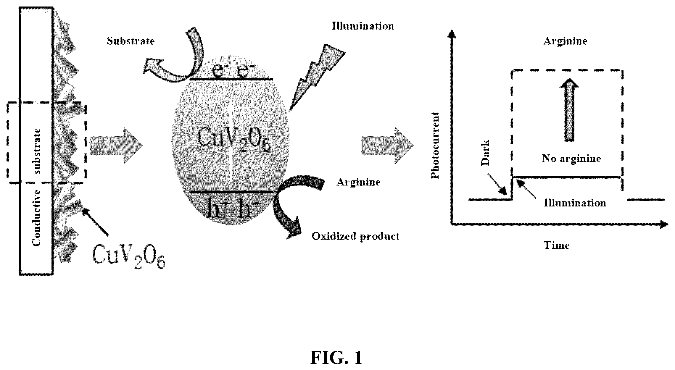 Patent US12332207 Figure 1 – CuV 2 O 6 -based photoelectric sensor and application thereof in detection of arginine