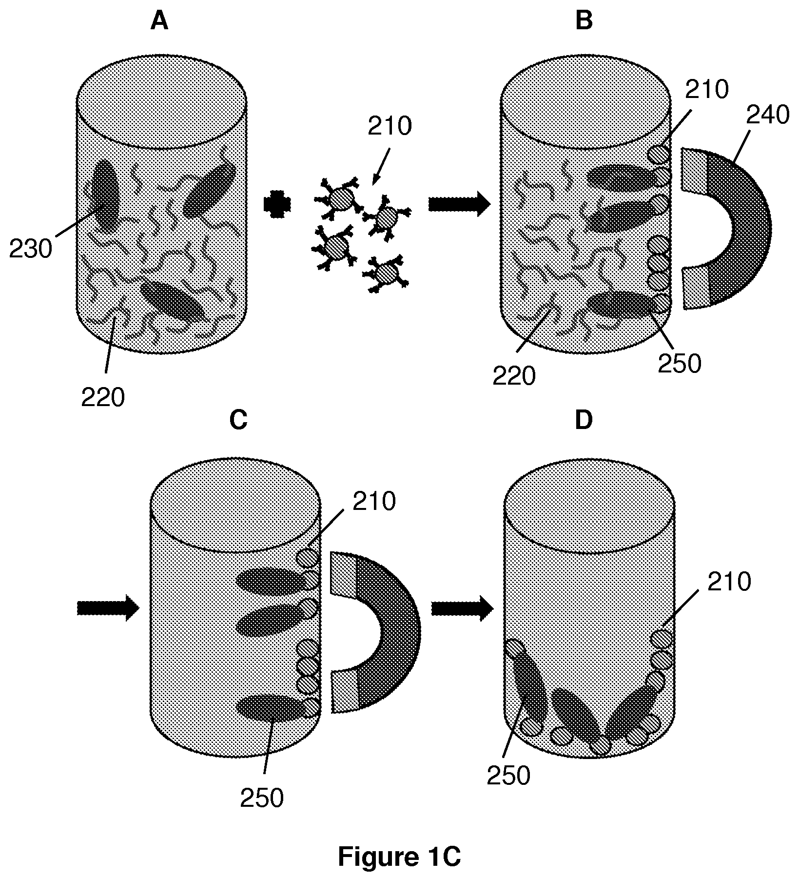 Patent US12332238 Figure 2 – Extraction and detection of pathogens using carbohydrate-functionalized biosensors