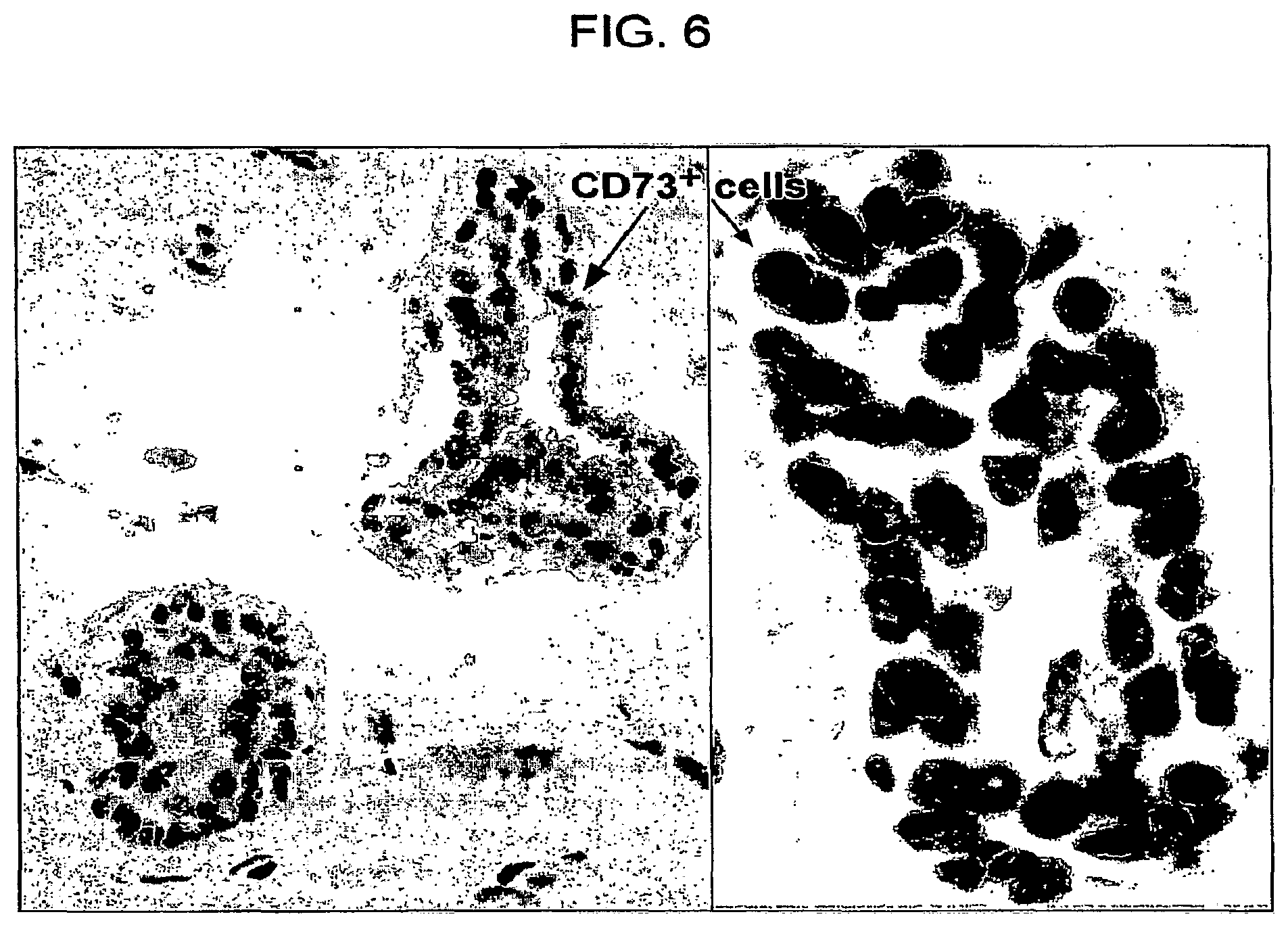 Patent US12332245 Figure 6 – Cancer biomarkers and methods of use thereof