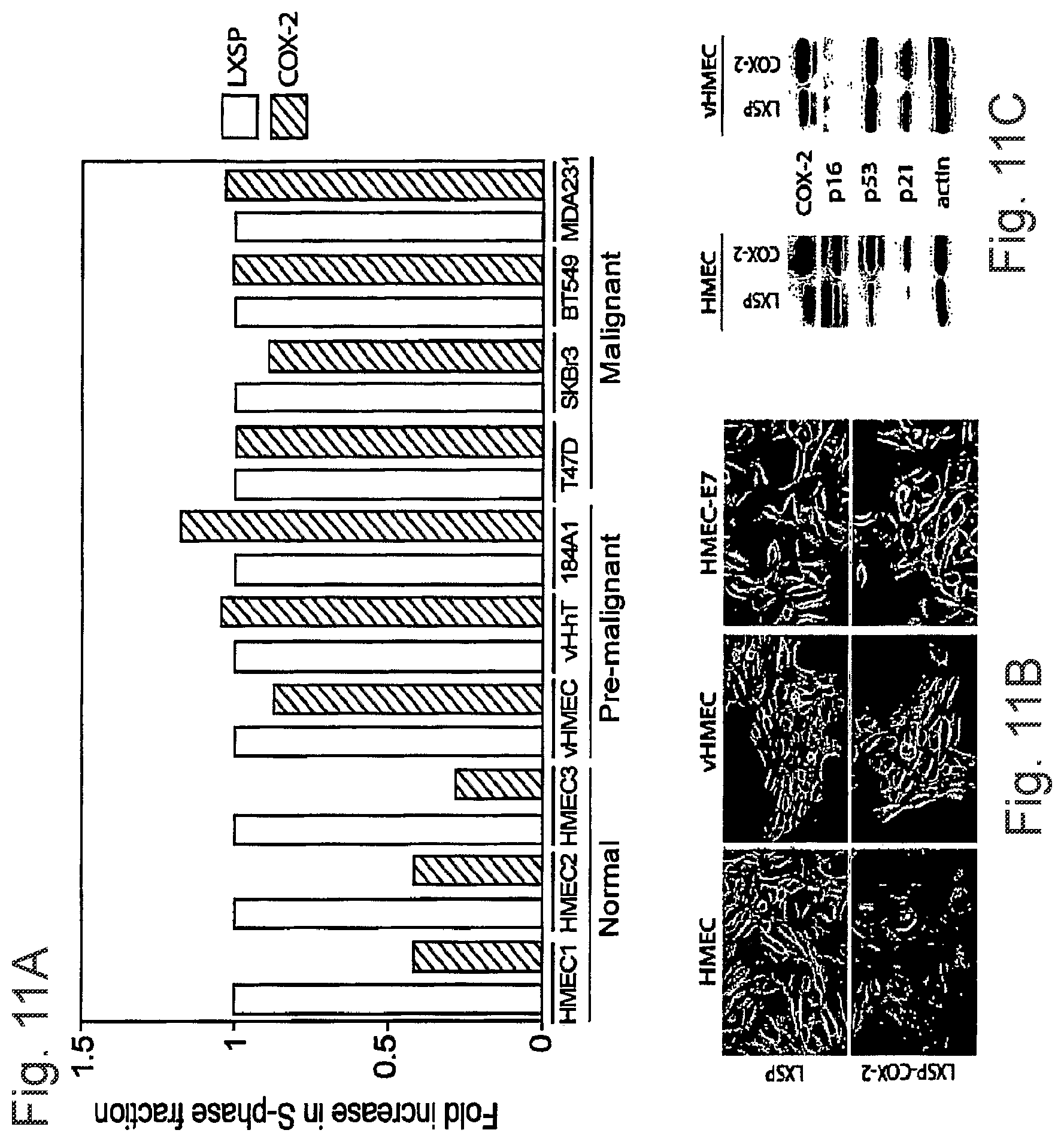 Patent US12332245 Figure 11 – Cancer biomarkers and methods of use thereof