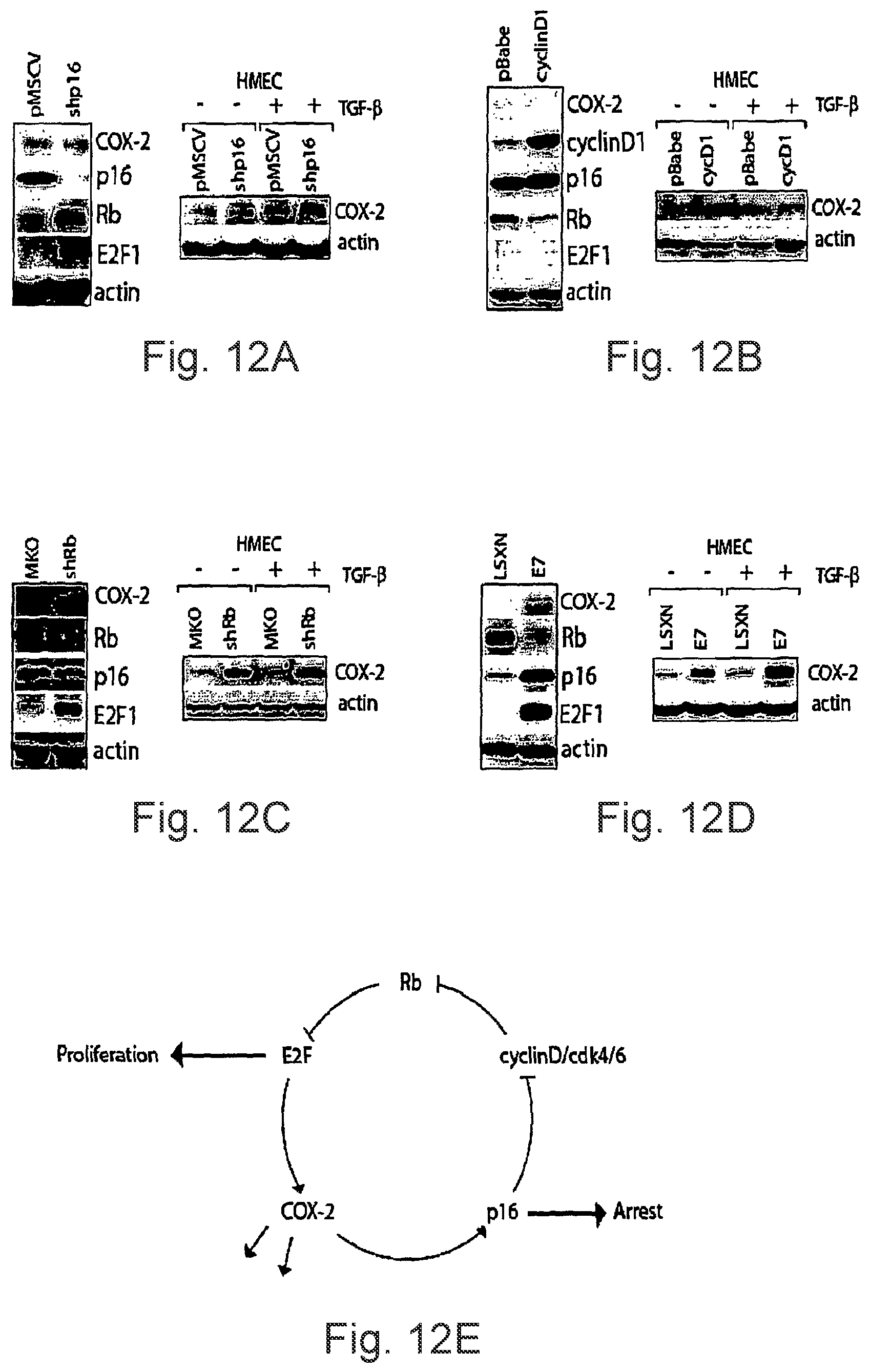 Patent US12332245 Figure 12 – Cancer biomarkers and methods of use thereof