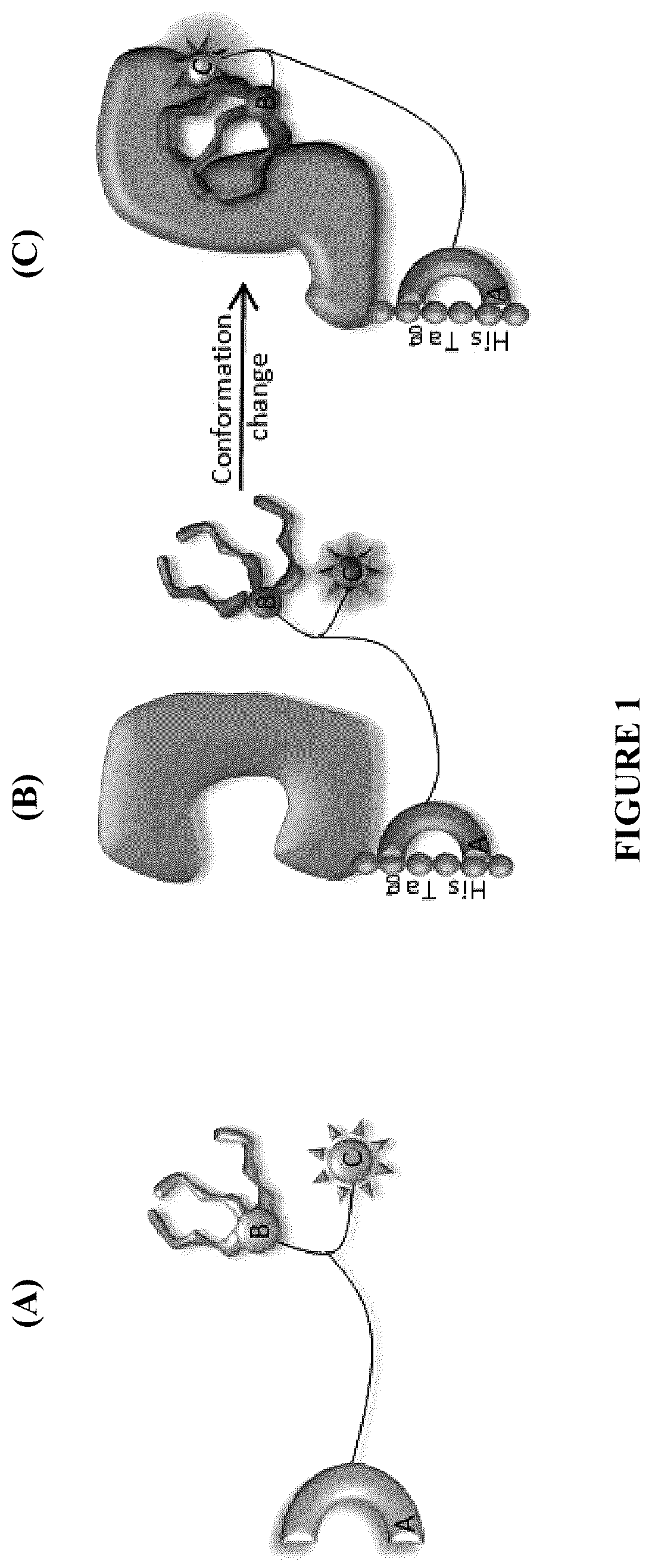 Patent US12332246 — Quinoline based cyanine dye turn-on fluorescent probes and methods of use thereof — Figure 1