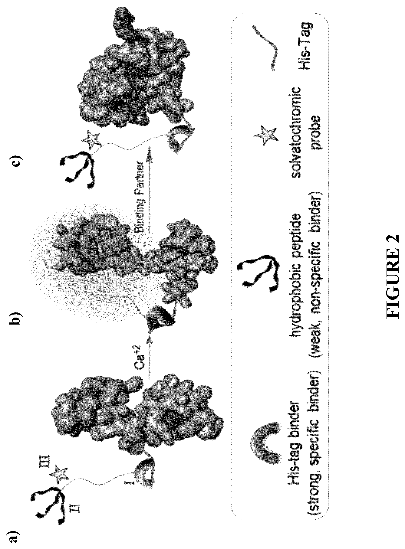 Patent US12332246 Figure 2 – Quinoline based cyanine dye turn-on fluorescent probes and methods of use thereof