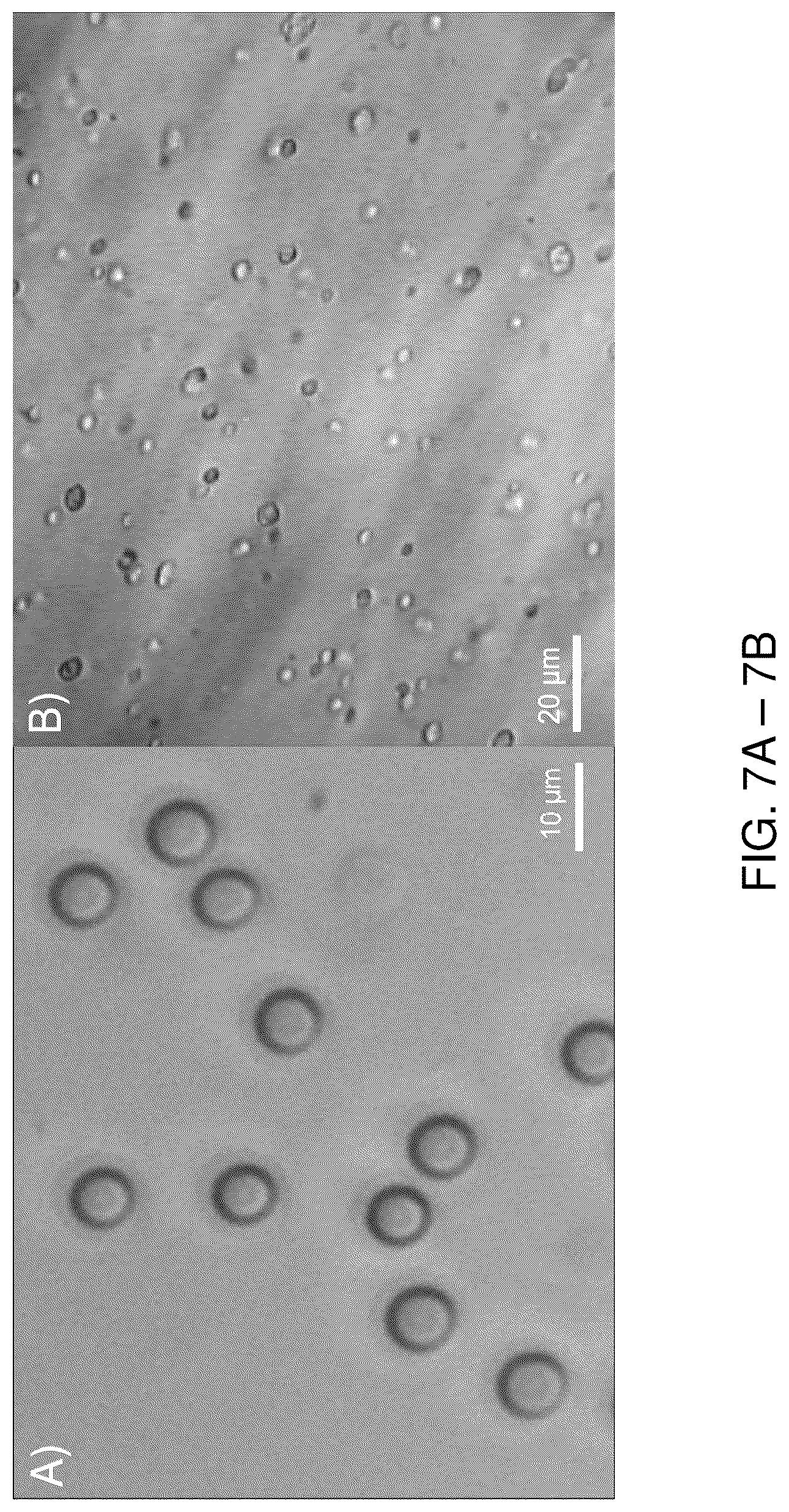 Patent US12332254 Figure 7 – Systems, compositions, and methods for evaluating biomechanical properties of cells