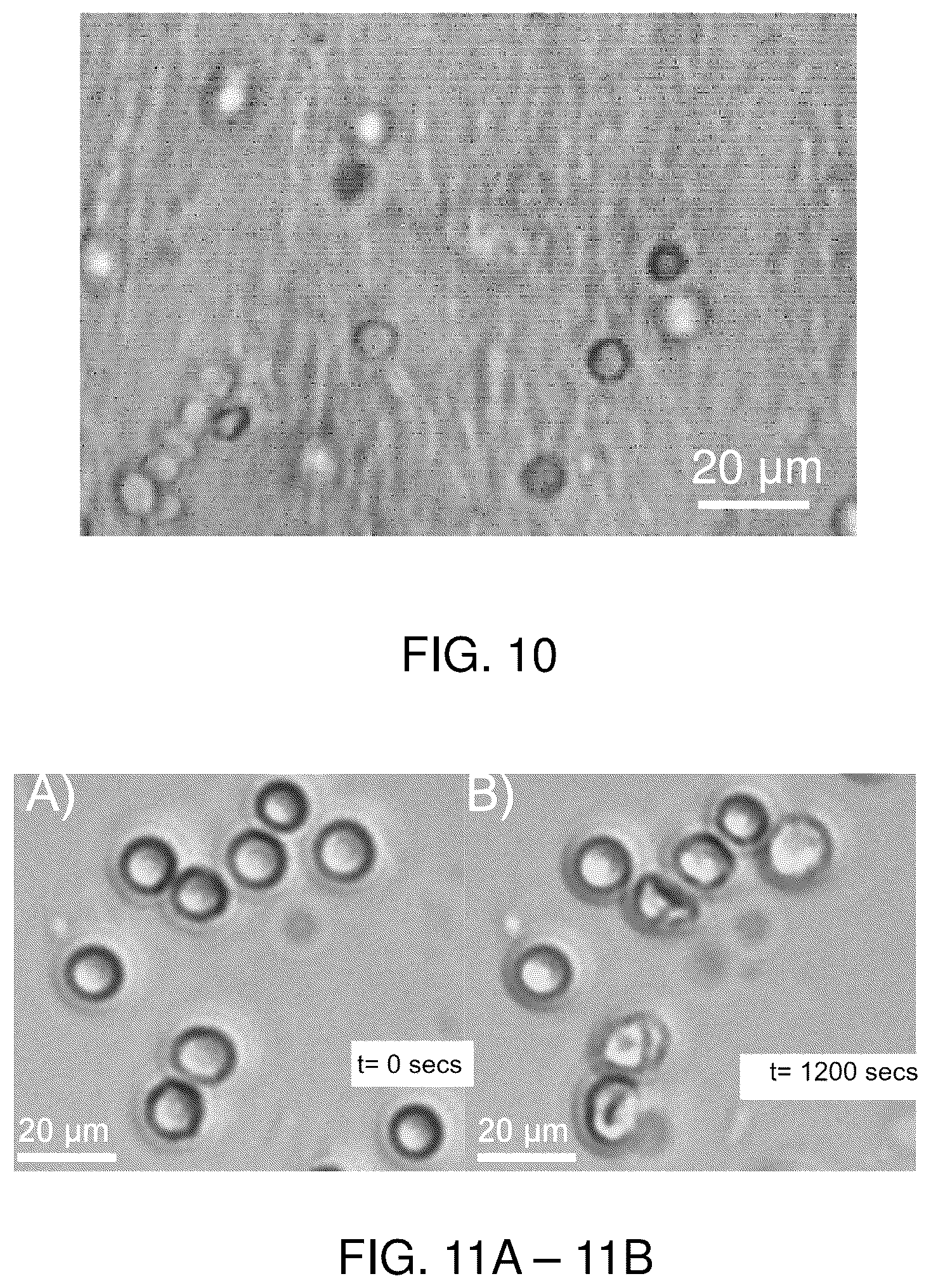 Patent US12332254 Figure 10 – Systems, compositions, and methods for evaluating biomechanical properties of cells